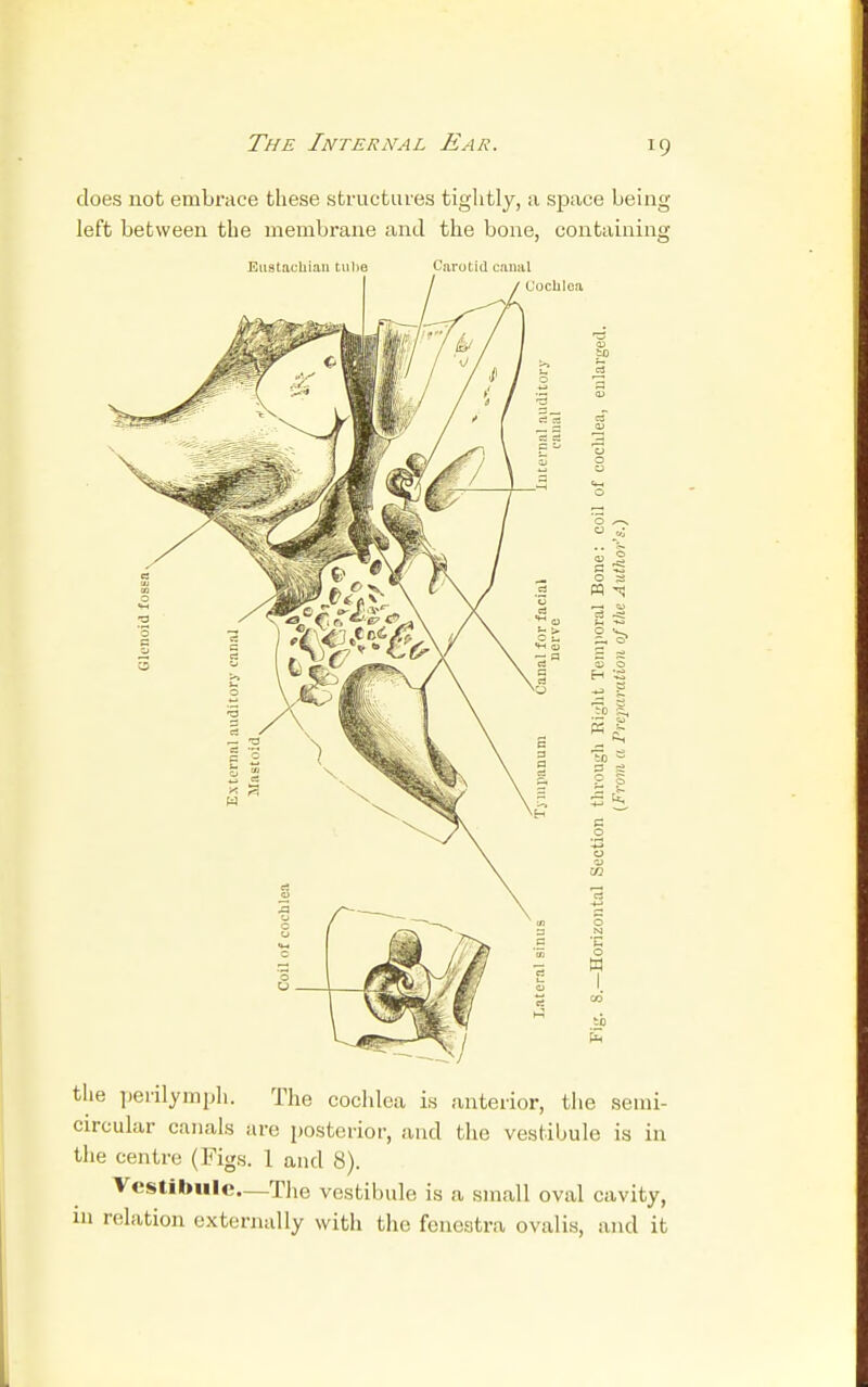 The Internal Ear. does not embrace these structures tightly, a space being left between the membrane and the bone, containing Eustachian tube Carotid canal the perilymph. The cochlea is anterior, the .semi- circular canals are posterior, and the vestibule is in the centre (Figs. 1 and 8). Vestibule.—The vestibule is a small oval cavity, ill relation externally with the fenestra ovalis, and it