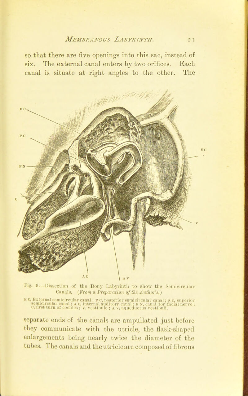 Membranous Labyrinth. so that there are five openings into this sac, instead of six. The external canal enters by two orifices. Each canal is situate at risrht angles to the other. The Fig. 9.—Dissection of tlio Bony Labyrinth to show the Semicircular Canals. (i<>om a Preparation of the Author's.) k o, External Boralcircular canal: v o, posterior semicircular canal; s c superior semicircular canal; a o, Internal nuditory canal; v x, canal for facial nervo ; 0, llrst turn of cochlea; v, vcstilmle ; A v, acueductus vestibuli. Beparate ends of the canals are ampullated just before they communicate with the utricle, the flask-shaped enlargements being nearly twice the diameter of the tubes. The canals and the utricle are composed of fibrous