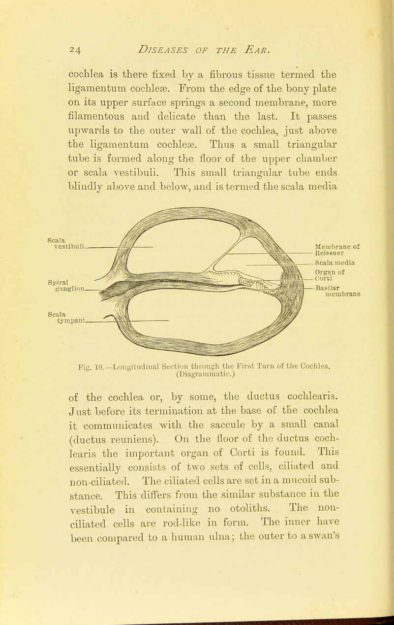 cochlea is there fixed by a fibrous tissue termed the ligaraentum cochlear From the edge of the bony plate on its upper surface springs a second membrane, more filamentous and delicate than the last. It passes upwards to the outer wall of the cochlea, just above the ligamentum cochlea. Thus a small triangular tube is formed along the floor of the upper chamber or scala vestibuli. This small triangular tube ends blindly above and below, and is termed the scala media Membrane of Reissner Scala media Organ of Oorti Basilar membrane Fig. 10.—Longitudinal Section through the First Turn of the Cochlea. (Diagrammatic.) of the cochlea or, by some, the ductus cochlearis. Just before its termination at the base of the cochlea it communicates with the saccule by a small canal (ductus reuniens). On the floor of the ductus coch- learis the important organ of Corti is found. This essentially consists of two sets of cells, ciliated and non-ciliated. The ciliated cells are set in a mucoid sub- stance. This differs from the similar substance in the vestibule in containing no otoliths. The non- ciliated cells are rod-like in form. The inner have been compared to a human ulna; the outer to a swan's