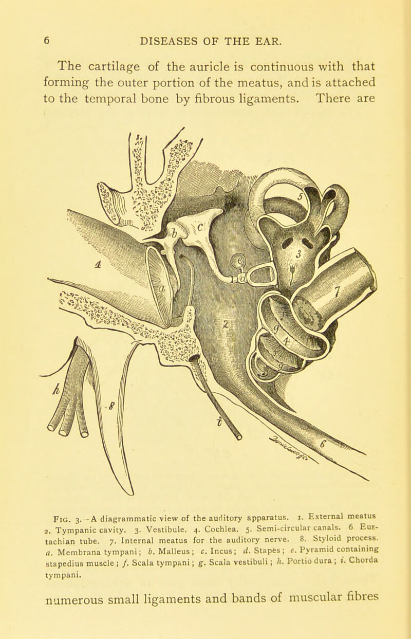 The cartilage of the auricle is continuous with that forming the outer portion of the meatus, and is attached to the temporal bone by fibrous ligaments. There are Fig. 3. - A diagrammatic view of the auditory apparatus. 1. External meatus 2. Tympanic cavity. 3. Vestibule. 4. Cochlea. 5. Semi-circular canals. 6 Eus- tachian tube. 7. Internal meatus for the auditory nerve. 8. Styloid process. a. Membrana tympani; b. Malleus; c. Incus; d. Stapes ; c. Pyramid containing stapedius muscle ; /. Scala tympani; g. Scala vestibuli; h. Portio dura ; i. Chorda tympani. numerous small ligaments and bands of muscular fibres