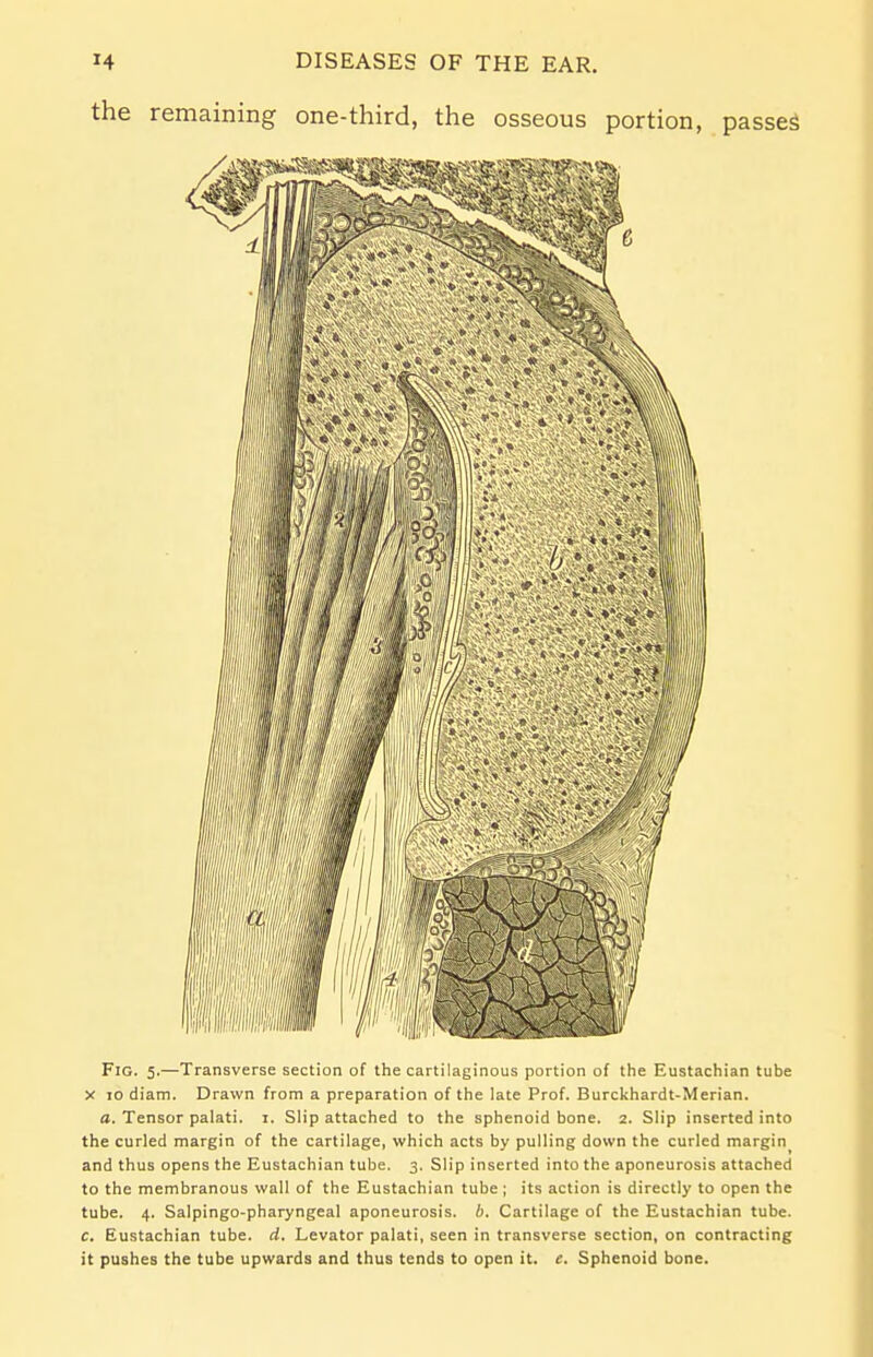 the remaining one-third, the osseous portion, passes Fig. 5.—Transverse section of the cartilaginous portion of the Eustachian tube x to diam. Drawn from a preparation of the late Prof. Burckhardt-Merian. a. Tensor palati. 1, Slip attached to the sphenoid bone. 2. Slip inserted into the curled margin of the cartilage, which acts by pulling down the curled margin and thus opens the Eustachian tube. 3. Slip inserted into the aponeurosis attached to the membranous wall of the Eustachian tube ; its action is directly to open the tube. 4. Salpingopharyngeal aponeurosis, b. Cartilage of the Eustachian tube, c. Eustachian tube. d. Levator palati, seen in transverse section, on contracting it pushes the tube upwards and thus tends to open it. c. Sphenoid bone.
