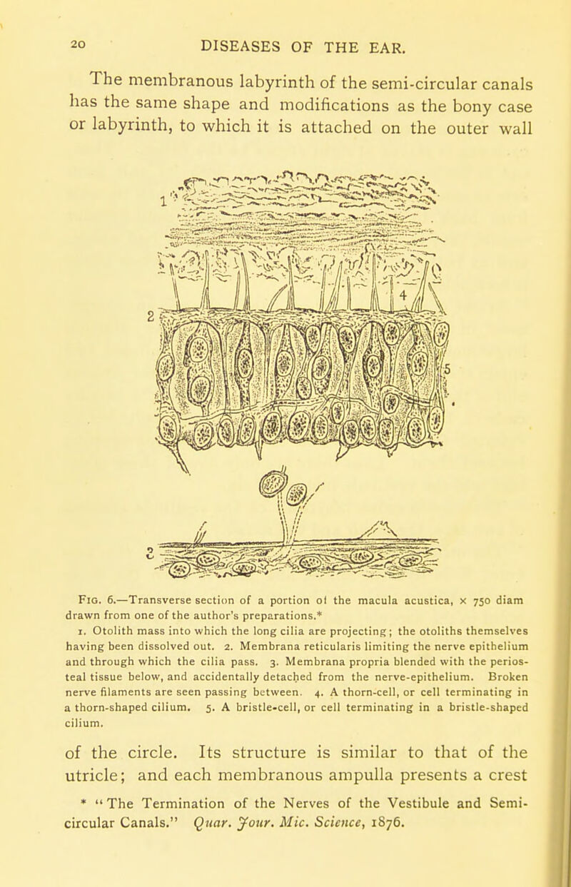 The membranous labyrinth of the semi-circular canals has the same shape and modifications as the bony case or labyrinth, to which it is attached on the outer wall Fig. 6.—Transverse section of a portion ol the macula acustica, x 750 diam drawn from one of the author's preparations.* 1. Otolith mass into which the long cilia are projecting; the otoliths themselves having been dissolved out. 2. Membrana reticularis limiting the nerve epithelium and through which the cilia pass. 3. Membrana propria blended with the perios- teal tissue below, and accidentally detached from the nerve-epithelium. Broken nerve filaments are seen passing between. 4. A thorn-cell, or cell terminating in a thorn-shaped cilium. 5. A bristle-cell, or cell terminating in a bristle-shaped cilium. of the circle. Its structure is similar to that of the utricle; and each membranous ampulla presents a crest * The Termination of the Nerves of the Vestibule and Semi- circular Canals. Quar. Jour. Mic. Science, 1S76.