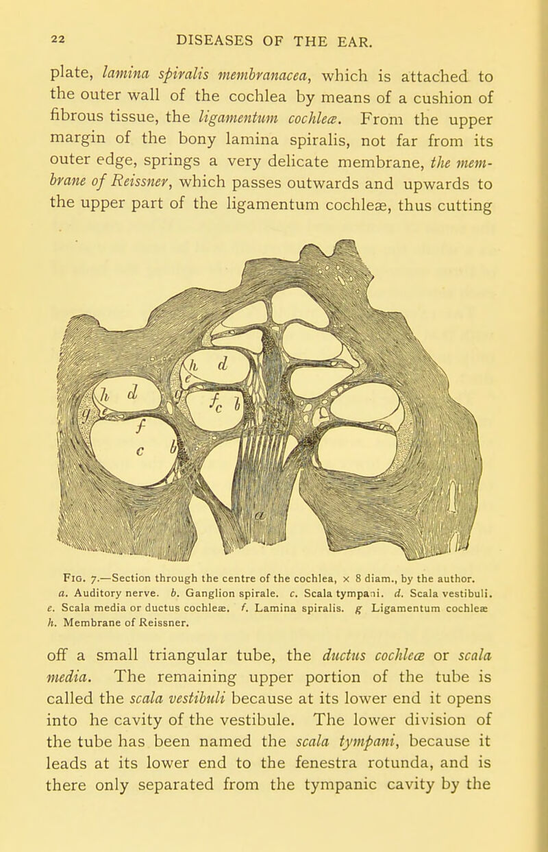 plate, lamina spiralis membranacea, which is attached to the outer wall of the cochlea by means of a cushion of fibrous tissue, the ligamentum cochlea. From the upper margin of the bony lamina spiralis, not far from its outer edge, springs a very delicate membrane, the mem- brane of Reissner, which passes outwards and upwards to the upper part of the ligamentum cochleae, thus cutting Fig. 7.—Section through the centre of the cochlea, x 8 diam., by the author. a. Auditory nerve, b. Ganglion spirale. c. Scala tympani. d, Scala vestibuli. e. Scala media or ductus cochleae, f. Lamina spiralis, g Ligamentum cochlea; h. Membrane of Reissner. off a small triangular tube, the ductus cochlecB or scala media. The remaining upper portion of the tube is called the scala vestibuli because at its lower end it opens into he cavity of the vestibule. The lower division of the tube has been named the scala tympani, because it leads at its lower end to the fenestra rotunda, and is there only separated from the tympanic cavity by the