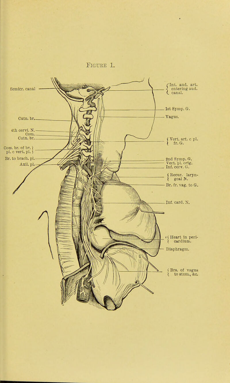 Eemicr. canal Com. or. of br, pi. c vert. pi. Br. to brach. pi, Axll.pl, (Int. aud. art. 1 entering aud. (_ canal. . 1st Syrup. G. - Vagus. (Vert. art. c pi. ( f r. G. 2nd Syrnp. G. Vert. pi. orig. Inf. cerv. G. Recur, laryn- geal N. Br. fr. vag. to G. Inf. card. N. i ( Heart In peri- ( cardlum. Diaphragm. (Brs. of vagus £ to stom., &c.