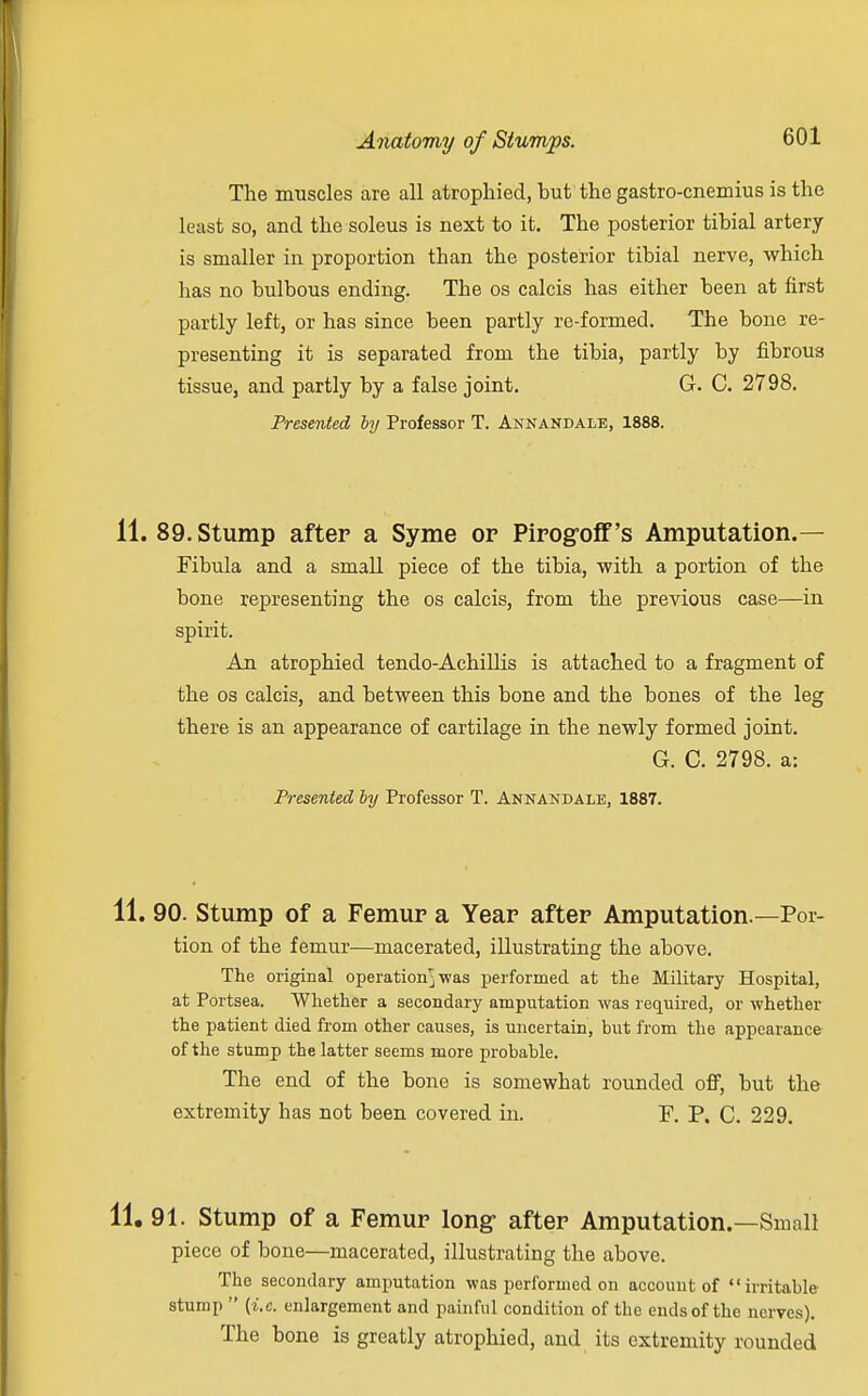 The muscles are all atrophied, but the gastro-cnemius is the least so, and the soleus is next to it. The posterior tibial artery is smaller in proportion than the posterior tibial nerve, which has no bulbous ending. The os calcis has either been at first partly left, or has since been partly re-formed. The bone re- presenting it is separated from the tibia, partly by fibrous tissue, and partly by a false joint. G. C. 2798. Presented by Professor T. Annandale, 1888. 11. 89. Stump after a Syme or Pirogoff's Amputation.— Fibula and a small piece of the tibia, •with a portion of the bone representing the os calcis, from the previous case—in spirit. An atrophied tendo-Achillis is attached to a fragment of the os calcis, and between this bone and the bones of the leg there is an appearance of cartilage in the newly formed joint. G. C. 2798. a: Presented by Professor T. Annandale, 1887. 11. 90. Stump of a Femur a Year after Amputation.—Por- tion of the femur—macerated, illustrating the above. The original operation^ was performed at the Military Hospital, at Portsea. Whether a secondary amputation was required, or whether the patient died from other causes, is uncertain, but from the appearance of the stump the latter seems more probable. The end of the bone is somewhat rounded off, but the extremity has not been covered in. F. P. C. 229. 11. 91. Stump of a Femur long after Amputation.—Small piece of bone—macerated, illustrating the above. The secondary amputation was performed on account of irritable stump  (i.e. enlargement and painful condition of the ends of the nerves). The bone is greatly atrophied, and its extremity rounded