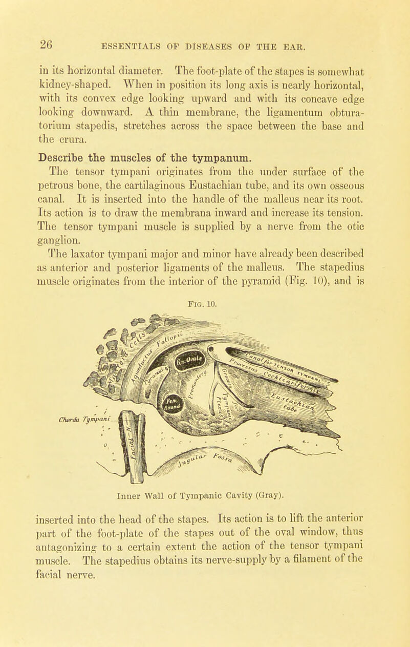 in its horizontal diameter. The foot-plate of the stapes is somewhat kidney-shaped. When in position its long axis is nearly horizontal, with its convex edge looking upward and with its concave edge looking downward. A thin membrane, the ligamentum obfcura- toriuui stapedis, stretches across the space between the base and the crura. Describe the muscles of the tympanum. The tensor tympani originates from the under surface of the petrous bone, the cartilaginous Eustachian tube, and its own osseous canal. It is inserted into the handle of the malleus near its root. Its action is to draw the membrana inward and increase its tension. The tensor tympani muscle is supplied by a nerve from the otic ganglion. The laxator tympani major and minor have already been described as anterior and posterior ligaments of the malleus. The stapedius muscle originates from the interior of the pyramid (Fig. 10), and is Fig. 10. Inner Wall of Tympanic Cavity (Gray). inserted into the head of the stapes. Its action is to lift the anterior part of the foot-plate of the stapes out of the oval window, thus antagonizing to a certain extent the action of the tensor tympani muscle. The stapedius obtains its nerve-supply by a filament of the facial nerve.