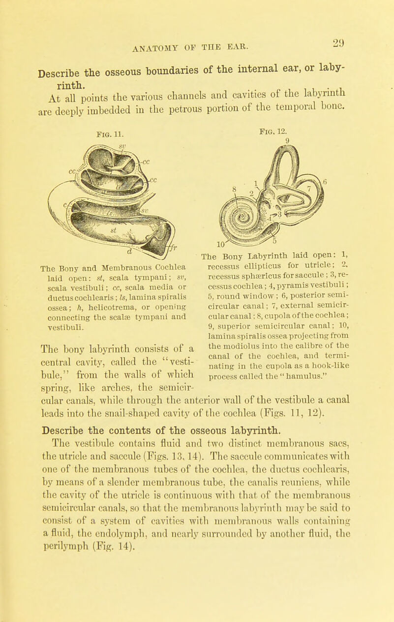 21) Describe the osseous boundaries of the internal ear, or laby- At all points the various channels and cavities of the labyrinth are deeply imbedded in the petrous portion of the temporal bone. Fig. 11. Fig. 12. The Bony and Membranous Cochlea laid open: s«, scala tympani; s», scala vestibuli; cc, scala media or ductus cochlearis; Is, lamina spiralis ossea; ft, helicotrema, or opening connecting the seals tympani and vestibuli. The Bony Labyrinth laid open: 1, recessus ellipticus for utricle; 2. recessus sphaericus for saccule ; 3, re- cessus cochlea; 4, pyramis vestibuli; 5, round window; 6, posterior semi- circular canal; 7, external semicir- cular canal; 8, cupola of the cochlea; 9, superior semicircular canal; 10, lamina spiralis ossea projecting from the modiolus into the calibre of the canal of the cochlea, and termi- nating in the cupola as a hook-like process called the  hamulus. The bony labyrinth consists of a central cavity, called the vesti- bule. from the walls of which spring, like arches, the semicir- cular canals, while through the anterior wall of the vestibule a canal leads into the snail-shaped cavity of the cochlea (Figs. 1], 12). Describe the contents of the osseous labyrinth. The vestibule contains fluid and two distinct membranous sacs, the utricle and saccule (Figs. 13,14). The saccule communicates with one of the membranous tubes of the cochlea, the ductus cochlearis, by means of a slender membranous tube, the canalis reuniens, while tlie cavity of the utricle is continuous with that of the membranous semicircular canals, so that the membranous labyrinth maybe said to consist of a system of cavities with membranous walls containing a fluid, the endolymph, and nearly surrounded by another fluid, the