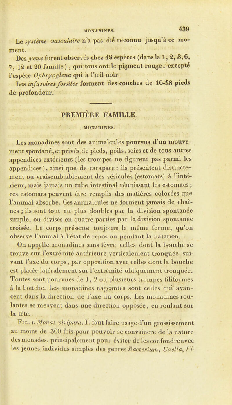 Le systeme vasculaire n'a pas ete reconnu jusqu'a ce mo- ment. Des yeux furent observes chez 48 especes (dans la 1, 2, 3,6, 7, 12 at 20 famille), qui tous ont le pigment rouge, excepte I'espece Ophryoglena qui a I'ceil noir. Les infusoires fossiles ferment des couches de 16-28 pieds de profondeur. PREMIERE FAMILLE MONADINES. Les monadines sont des animalcules pourvus d'un mouvc- ment spontane, etprives de pieds, poils, soies et de tous autres appendices ext^rieurs (les trompes ne figurent pas parmi les appendices), ainsi que de carapace ; ils presentent distincte- ment ou vraisemblablement des vesicules (estomacs) a I'inte'- rieur, mais jamais un tube intestinal reunissant les estomacs ; ces estomacs peuvent etre remplis des matieres colorees que I'animal absorbe. Ces animalcules ne lormeut jamais de chai- nes ; ils sont tout au plus doubles par la division spontanea simple, ou divises en quatre parties par la division spontanee crois^e. Le corps presente toujours la meme forme, qu'on observe I'animal a I'etat de repos ou pendant la natation. On appelle monadines sans levre celles dont la boucbe se trouve sur rextremite anterieure verticalement tronque'e sui- vant I'axe du corps, par opposition avec celles dont la bouche est placee lateralement sur i'extremite obliquement tronquee. Toutes sont pourvues de 1, 2 ou plusieurs trompes filif«irmes a la bouche. Les monadines nageanles sont celles qui avan- cent dans la direction de I'axe du corps. Les monadines rou- lantes se meuvent dans une direction opposee, en rculant sur la tete. Fig. I. Monas vivipara.W faut faire usage d'un grossissement au moins de 300 fois pour pouvoir se convaincre de la nature desmoiiades, principaleuieut poui eviler de lesconfondreavec les jeunes individus simples des genres;/iacteriHm, Uuella, Fi-