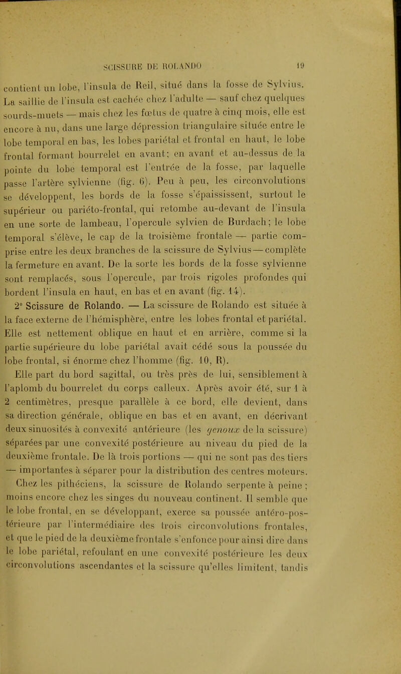 contienl tin lobe, [ insula de Reil, situe dans La fosse de Sylvius. La saillie de I'insula esl cached chez I'adulte — sauf chez quelques sourds-muets — mais chez Les fetus de quatre a cinq mois, elle est encore a mi, dans une large depression Lriangulaire silucc entre le lobe temporal en bas, les Lobes parietal el frontal en haul., le lobe frontal formant bourrelet en avant; en avant et au-dessus de la pointe da Lobe temporal est l'entree de la fosse, par LaqueLle passe l'arterc sylvienne (fig. 6). Peu a peu, les circonvolutions se ddveloppent, les bords de la fosse s'dpaississent, surtont le supeneur on pariiUo-frontal, qui retombe au-devant de I'insula en une sorte de lambeau, Topercule sylvien de Burdach; le lobe temporal s'eleve, le cap de la troisieme frontaie — partie com- prise entre les deux branches de la scissure de Sylvius — complete la fermeture en avant. De la sorte les bords de la fosse sylvienne sont remplace's, sous l'opercule, par trois rigoies profondes qui bordent l'insula en haut, en bas et en avant (fig. 14). 2° Scissure de Rolando. — La scissure de Rolando est situee a la lace externe de 1'hemisphere, entre les lobes frontal etparielal. Elle est nettement oblique en haut et en arriere, comme si la partie superieure du lobe parietal avait cCde sous la poussee du lobe frontal, si enorme chez l'homme (fig. 10, R). Elle part du bord sagittal, ou tres pres de Lui, sensiblement a 1'aplomb du bourrelet du corps calleux. A pres avoir 6te. sur I a 2 centimetres, presque parallele a ce bord, elle devient, dans sa direction generate, oblique en bas et en avant, en decrivanl deux sinuosite's a convexite antericurc (les genoux dela scissure) separ£es par une eonvexite posterieure au niveau du pied de la deuxiemc frontaie. De la trois portions — qui ne sont pas des tiers — importantes a separer pour la distribution des centres moteurs. Chez les pithe'eiens, la scissure de Rolando serpente a peine; tnoins encore chez les singes du aouveau continent. II semble que Le lobe frontal, en se developpant, exerce sa poussee antero-pos- fcerieure par L'iatermddiaire des trois circonvolutions frontales, et que le pied de la deuxieme frontaie s'enfonce pourainsi dire dans le lobe parietal, refoulant en une convexite* posterieure les deux circonvolutions ascendantes et la scissure qu'elles liniitenl, landis