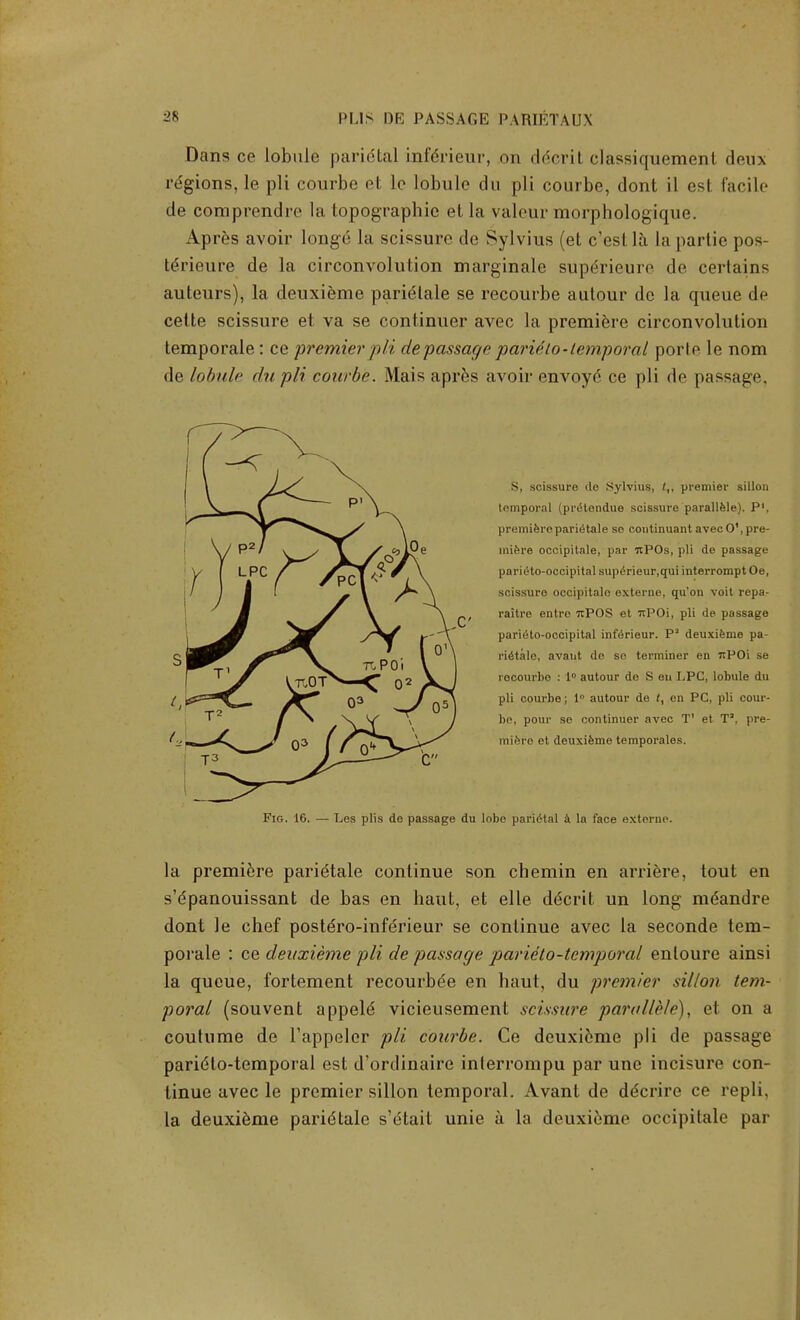 Dans ce lobule paridtal inferieur, on ddcrit classiquement deux regions, le pli courbe et le lobule du pli courbe, dont il esl facile de com prendre la topographic et la valeur morphologique. Apres avoir longe la scissure de Sylvius (et c'estla La partie pos- te>ieure de la circonvolution marginale supdrieure dc certains auteurs), la deuxieme parielale se recourbe autour de la queue de cette scissure et va se continuer avec la premiere circonvolution temporale: ce premier pli de passage parietotemporal porle le nom de lobule du pli courbe. Mais apres avoir envoye ce pli de passage. S, scissure de .Sylvius, (,, premier sillon temporal (prtHondue scissure parallele). P', premiere parietale so continuant avec 0\ pre- miere occipitale, par rcPOs, pli de passage parieto-occipital Bup£rieur,qui interrompt Oe, scissuro occipitalo externo, qu'on voit repa- raitre entre 7tP0S et itPOi, pli de passage parieto-occipital inferieur. Pa deuxieme pa- rietale, avant de so terminer en itPOi se recourbe : 1° autour de S en LPC, lobule du pli courbe; 1° autour de t, en PC, pli cour- be, pour se continuer avec T1 et T, pre- miere et deuxieme temporales. Fig. 16. — Les plis do passage du lobe paridtal 4 la face externe. la premiere paridtale continue son chemin en arriere, tout en s'dpanouissant de bas en haut, et elle d6crit un long me'andre dont le chef poste'ro-inferieur se continue avec la seconde tem- porale : ce deuxieme pli de passage parietotemporal enloure ainsi la queue, fortement recourbe'e en haut, du premier sillon tem- poral (souvent appeld vicieusement scissure parallele), et on a coutume de l'appeler pli courbe. Ce deuxieme pli de passage parielo-temporal est d'ordinaire inlerrompu par unc incisure con- tinue avec le premier sillon temporal. Avant de decrire ce repli, la deuxieme paridtale s'etait unie a la deuxieme occipitale par