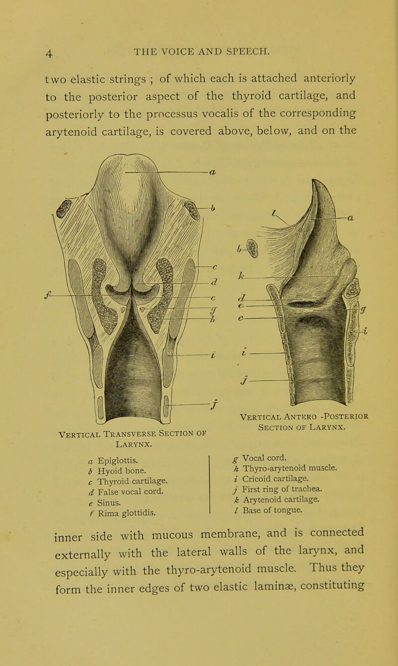 two elastic strings ; of which each is attached anteriorly to the posterior aspect of the thyroid cartilage, and posteriorly to the processus vocalis of the corresponding arytenoid cartilage, is covered above, below, and on the Vertical Antero -Posterior Section of Larynx. Vertical Transverse Section of Larynx. a Epiglottis. b Hyoid bone. c Thyroid cartilage. d False vocal cord. e Sinus. f Rima glottidis. inner side with mucous membrane, and is connected externally with the lateral walls of the larynx, and especially with the thyro-arytenoid muscle. Thus they form the inner edges of two elastic laminae, constituting g Vocal cord. h Thyro-arytenoid muscle. i Cricoid cartilage. j First ring of trachea. k Arytenoid cartilage. / Base of tongue.