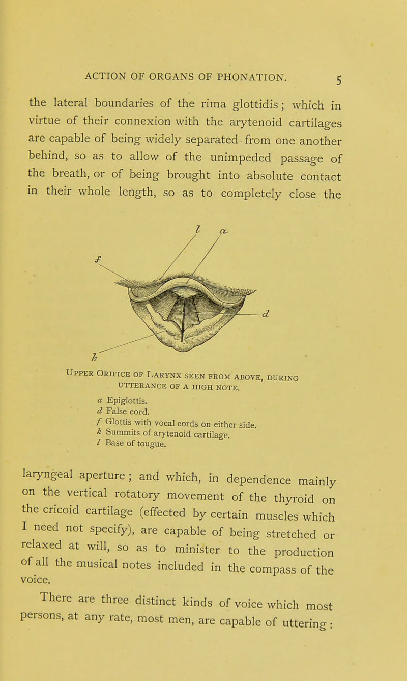 the lateral boundaries of the rima glottidis; which in virtue of their connexion with the arytenoid cartilages are capable of being widely separated from one another behind, so as to allow of the unimpeded passage of the breath, or of being brought into absolute contact in their whole length, so as to completely close the Upper Orifice of Larynx seen from above, during UTTERANCE OF A HIGH NOTE. a Epiglottis. d False cord. f Glottis with vocal cords on either side. k Summits of arytenoid cartilage. / Base of tougue. laryngeal aperture ; and which, in dependence mainly on the vertical rotatory movement of the thyroid on the cricoid cartilage (effected by certain muscles which I need not specify), are capable of being stretched or relaxed at will, so as to minister to the production of all the musical notes included in the compass of the voice. There are three distinct kinds of voice which most persons, at any rate, most men, are capable of uttering: