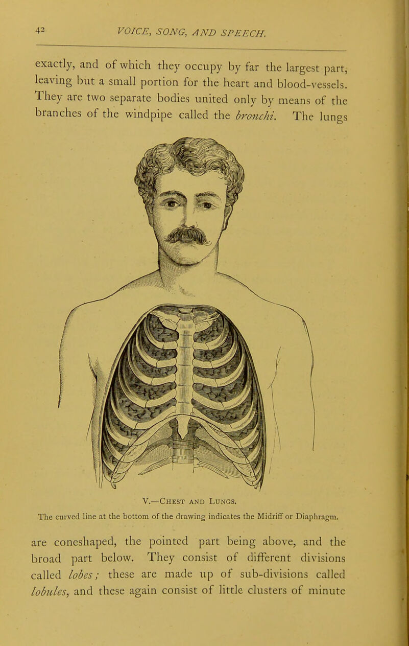 exactly, and of which they occupy by far the largest part, leaving but a small portion for the heart and blood-vessels. They are two separate bodies united only by means of the branches of the windpipe called the bronchi. The lungs V.—Chest and Lungs. The curved line at the bottom of the drawing indicates the Midriff or Diaphragm. are coneshaped, the pointed part being above, and the broad part below. They consist of different divisions called lobes; these are made up of sub-divisions called lobules, and these again consist of little clusters of minute