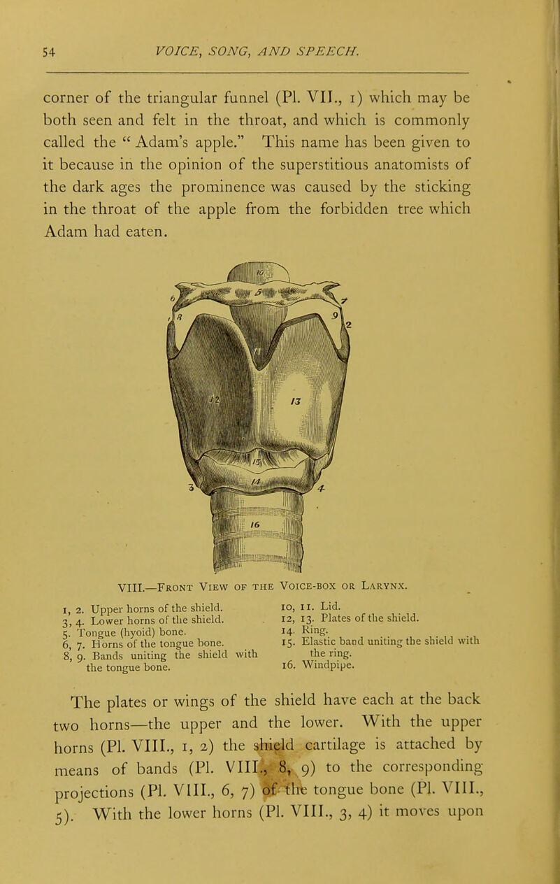 corner of the triangular funnel (PI. VII., i) which may be both seen and felt in the throat, and which is commonly called the  Adam's apple. This name has been given to it because in the opinion of the superstitious anatomists of the dark ages the prominence was caused by the sticking in the throat of the apple from the forbidden tree which Adam had eaten. VIII.—Front View of the Voice-box or Larynx. I, 2. Upper horns of the shield. 3, 4. Lower horns of the shield. 5. Tongue (hyoid) bone. 6, 7. Horns of the tongue bone. 8, 9. Bands uniting the shield with the tongue bone. 10, 11. Lid. 12, 13. Plates of the shield. 14. Ring. 15. Elastic band uniting the shield with the ring. 16. Windpipe. The plates or wings of the shield have each at the back two horns—the upper and the lower. With the upper horns (PI. VIII., 1, 2) the shield cartilage is attached by means of bands (PI. VIII., 8, 9) to the corresponding- projections (PI. VIII., 6, 7) fcfhfe tongue bone (PI. VIII., 5). With the lower horns (PI. VIII., 3, 4) it moves upon