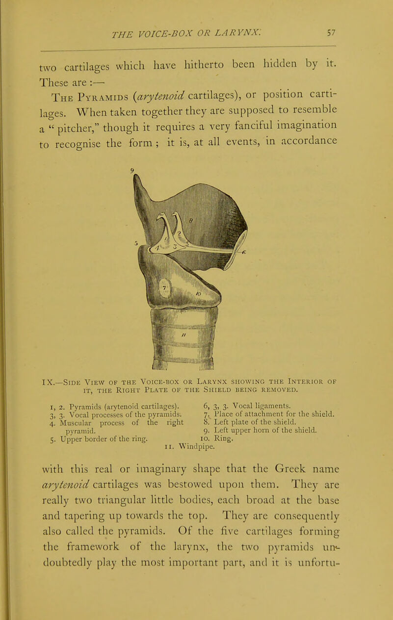 two cartilages which have hitherto been hidden by it. These are :— The Pyramids (arytenoid cartilages), or position carti- lages. When taken together they are supposed to resemble a  pitcher, though it requires a very fanciful imagination to recognise the form ; it is, at all events, in accordance IX.—Side View of the Voice-box or Larynx showing the Interior of it, the Righ t Plate of the Shield being removed. i, 2. Pyramids (arytenoid cartilages). 3. 3. Vocal processes of the pyramids. 4. Muscular process of the right pyramid. 5. Upper border of the ring. 6. 3, 3. Vocal ligaments. 7. Place of attachment for the shield. 8. Left plate of the shield. 9. Left upper horn of the shield. 10. Ring. II. Windpipe. with this real or imaginary shape that the Greek name arytenoid cartilages was bestowed upon them. They are really two triangular little bodies, each broad at the base and tapering up towards the top. They are consequently also called the pyramids. Of the five cartilages forming the framework of the larynx, the two pyramids un*- doubtedly play the most important part, and it is unfortu-