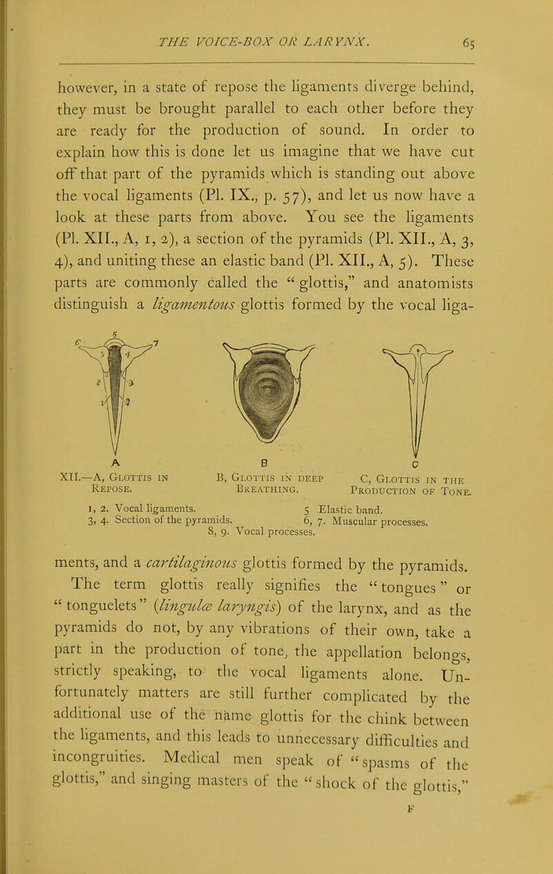 however, in a state of repose the ligaments diverge behind, they must be brought parallel to each other before they are ready for the production of sound. In order to explain how this is done let us imagine that we have cut off that part of the pyramids which is standing out above the vocal ligaments (PL IX., p. 57), and let us now have a look at these parts from above. You see the ligaments (PL XII., A, 1, 1), a section of the pyramids (PL XII., A, 3, 4), and uniting these an elastic band (PL XII., A, 5). These parts are commonly called the  glottis, and anatomists distinguish a ligamentous glottis formed by the vocal liga- XII.—A, Glottis in Repose. B B, Glottis in deep Breathing. C, Glottis in the Production of Tone. I, 2. Vocal ligaments. 3, 4. Section of the pyramids. 5 Elastic band. 6, 7. Muscular processes. 8, 9. Vocal processes. ments, and a cartilaginous glottis formed by the pyramids. The term glottis really signifies the tongues or  tonguelets (Unguis laryngis) of the larynx, and as the pyramids do not, by any vibrations of their own, take a part in the production of tone; the appellation belongs, strictly speaking, to the vocal ligaments alone. Un- fortunately matters are still further complicated by the additional use of the name glottis for the chink between the ligaments, and this leads to unnecessary difficulties and incongruities. Medical men speak of spasms of the glottis, and singing masters of the «shock of the glottis,