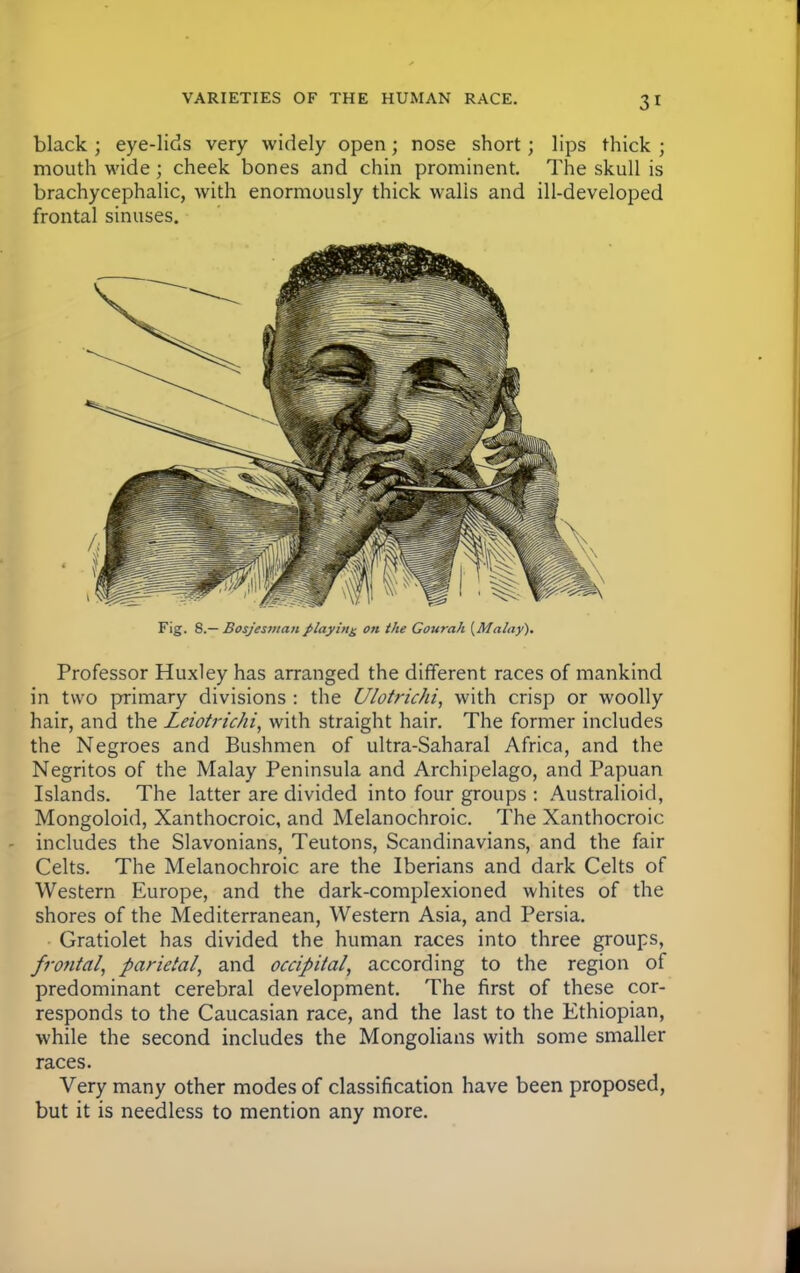 black ; eye-lids very widely open j nose short; lips thick ; mouth wide; cheek bones and chin prominent. The skull is brachycephalic, with enormously thick walls and ill-developed frontal sinuses. Fig. S.— Bosjesman playing on the Gourah {Malay). Professor Huxley has arranged the different races of mankind in two primary divisions : the Ulotrichi, with crisp or woolly hair, and the Leiotrichi, with straight hair. The former includes the Negroes and Bushmen of ultra-Saharal Africa, and the Negritos of the Malay Peninsula and Archipelago, and Papuan Islands. The latter are divided into four groups : Australioid, Mongoloid, Xanthocroic, and Melanochroic. The Xanthocroic includes the Slavonians, Teutons, Scandinavians, and the fair Celts. The Melanochroic are the Iberians and dark Celts of Western Europe, and the dark-complexioned whites of the shores of the Mediterranean, Western Asia, and Persia. Gratiolet has divided the human races into three groups, frontal, parietal, and occipital, according to the region of predominant cerebral development. The first of these cor- responds to the Caucasian race, and the last to the Ethiopian, while the second includes the Mongolians with some smaller races. Very many other modes of classification have been proposed, but it is needless to mention any more.