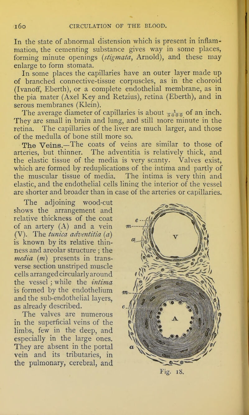 In the state of abnormal distension which is present in inflam- mation, the cementing substance gives way in some places, forming minute openings {stigmata, Arnold), and these may- enlarge to form stomata. In some places the capillaries have an outer layer made up of branched connective-tissue corpuscles, as in the choroid (Ivanofif, Eberth), or a complete endothelial membrane, as in the pia mater (Axel Key and Retzius), retina (Eberth), and in serous membranes (Klein). The average diameter of capillaries is about -g-gVtf of an inch. They are small in brain and lung, and still more minute in the retina. The capillaries of the liver are much larger, and those of the medulla of bone still more so. The Veins.—The coats of veins are similar to those of arteries, but thinner. The adventitia is relatively thick, and the elastic tissue of the media is very scanty. Valves exist, which are formed by reduplications of the intima and partly of the muscular tissue of media. The intima is very thin and elastic, and the endothelial cells lining the interior of the vessel are shorter and broader than in case of the arteries or capillaries. The adjoining wood-cut shows the arrangement and relative thickness of the coat of an artery (A) and a vein (V). The tunica adventitia (a) is known by its relative thin- ness and areolar structure ; the media (m) presents in trans- verse section unstriped muscle cells arranged circularly around the vessel ; while the intima is formed by the endothelium and the sub-endothelial layers, as already described. The valves are numerous in the superficial veins of the limbs, few in the deep, and especially in the large ones. They are absent in the portal vein and its tributaries, in the pulmonary, cerebral, and Fig. 18.