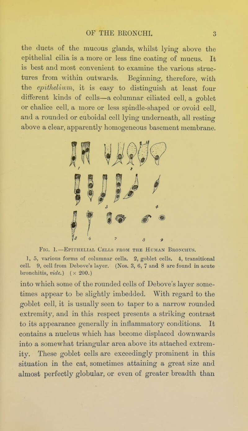 the ducts of the mucous glands, whilst lying above the epithelial cilia is a more or less tine coating of mucus. It is best and most convenient to examine the various struc- tures from within outwards. Beginning, therefore, with the epithelium, it is easy to distinguish at least four different kinds of cells—a columnar ciliated cell, a goblet or chalice cell, a more or less spindle-shaped or ovoid cell, and a rounded or cuboidal cell lying underneath, all resting above a clear, apparently homogeneous basement membrane. Fig. 1.—Epithelial Cells from the Human Bronchus. 1, 5, various forms of columnar cells. 2, goblet cells. 4, transitional cell. 9, cell from Debove's layer. (Nos. 3, 6, 7 and 8 are found in acute bronchitis, vide.) ( x 200.) into which some of the rounded cells of Debove's layer some- times appear to be slightly imbedded. With regard to the goblet cell, it is usually seen to taper to a narrow rounded extremity, and in this respect presents a striking contrast to its appearance generally in inflammatory conditions. It contains a nucleus which has become displaced downwards into a somewhat triangular area above its attached extrem- ity. These goblet cells are exceedingly prominent in this situation in the cat, sometimes attaining a great size and almost perfectly globular, or even of greater breadth than