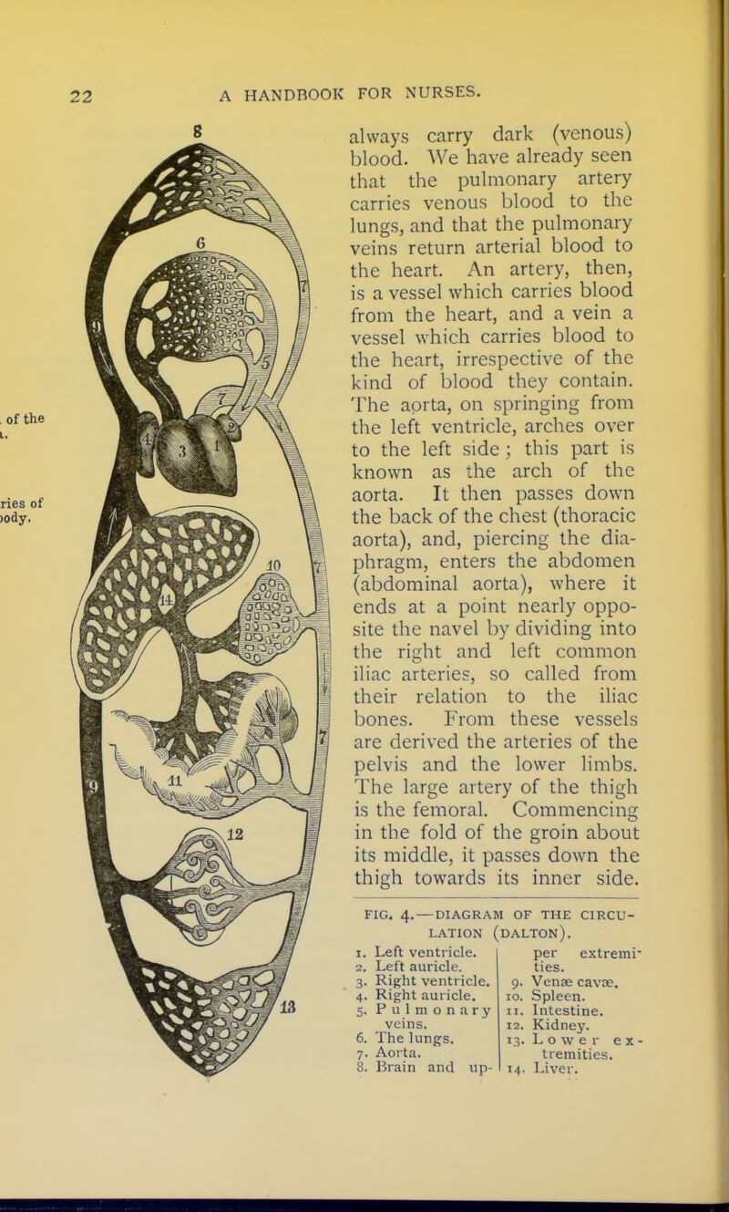 of the ries of iody, always carry dark (venous) blood. We have already seen that the pulmonary artery carries venous blood to the lungs, and that the pulmonary veins return arterial blood to the heart. An artery, then, is a vessel which carries blood from the heart, and a vein a vessel which carries blood to the heart, irrespective of the kind of blood they contain. The aorta, on springing from the left ventricle, arches over to the left side ; this part is known as the arch of the aorta. It then passes down the back of the chest (thoracic aorta), and, piercing the dia- phragm, enters the abdomen (abdominal aorta), where it ends at a point nearly oppo- site the navel by dividing into the right and left common iliac arteries, so called from their relation to the iliac bones. From these vessels are derived the arteries of the pelvis and the lower limbs. The large artery of the thigh is the femoral. Commencing in the fold of the groin about its middle, it passes down the thigh towards its inner side. FIG. 4. — DIAGRAM OF THE CIRCU- LATION (dalton). r. Left ventricle. 2. Left auricle. 3. Right ventricle. 4. Right auricle. 5. Pulmonary veins. 6. The lungs. 7. Aorta. 8. Brain and up- per extremi- ties. 9. Vena?, cava?. 10. Spleen. 11. Intestine. 12. Kidney. 13. Lower ex- tremities. 14. Liver.