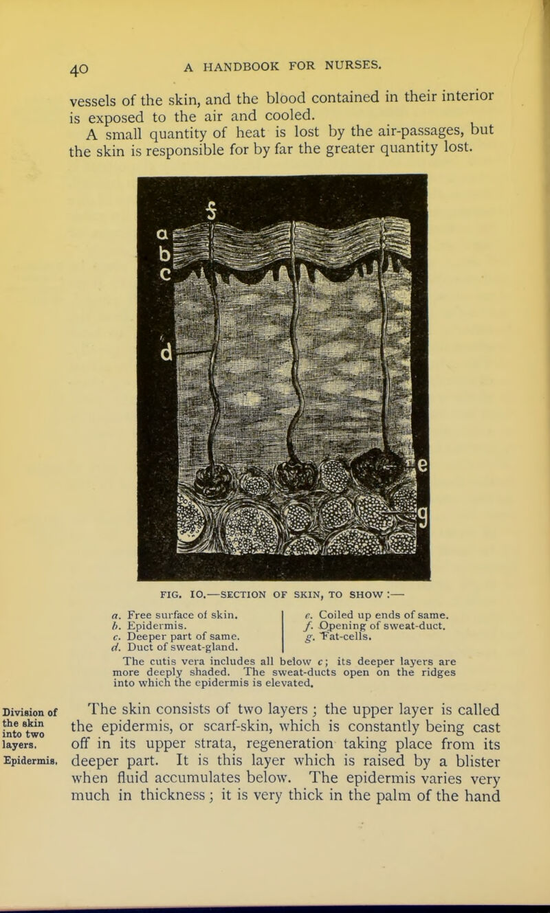 vessels of the skin, and the blood contained in their interior is exposed to the air and cooled. A small quantity of heat is lost by the air-passages, but the skin is responsible for by far the greater quantity lost. mm FIG. 10. — SECTION OF SKIN, TO SHOW e. Coiled up ends of same. /. Opening of sweat-duct. f. Fat-cells. a. Free surface ol skin. />. Epidermis. c. Deeper part of same. </. Duct of sweat-gland. The cutis vera includes all below c; its deeper layers are more deeply shaded. The sweat-ducts open on the ridges into which the epidermis is elevated. The skin consists of two layers ; the upper layer is called the epidermis, or scarf-skin, which is constantly being cast off in its upper strata, regeneration taking place from its deeper part. It is this layer which is raised by a blister when fluid accumulates below. The epidermis varies very much in thickness; it is very thick in the palm of the hand