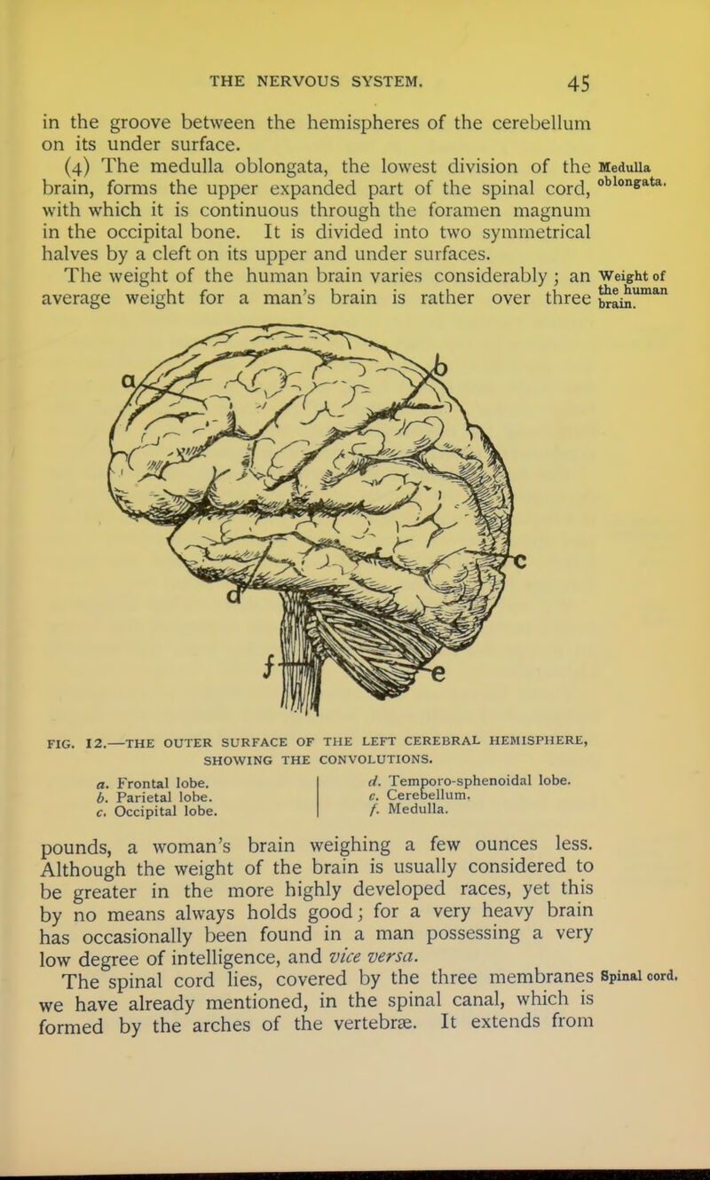 in the groove between the hemispheres of the cerebellum on its under surface. (4) The medulla oblongata, the lowest division of the Medulla brain, forms the upper expanded part of the spinal cord, oblonsata' with which it is continuous through the foramen magnum in the occipital bone. It is divided into two symmetrical halves by a cleft on its upper and under surfaces. The weight of the human brain varies considerably ; an Weight of average weight for a man's brain is rather over three SainUman FIG. 12. THE OUTER SURFACE OF THE LEFT CEREBRAL HEMISPHERE, SHOWING THE CONVOLUTIONS. a. Frontal lobe. b. Parietal lobe. c. Occipital lobe. d. Temporo-sphenoidal lobe. e. Cerebellum. /. Medulla. pounds, a woman's brain weighing a few ounces less. Although the weight of the brain is usually considered to be greater in the more highly developed races, yet this by no means always holds good; for a very heavy brain has occasionally been found in a man possessing a very low degree of intelligence, and vice versa. The spinal cord lies, covered by the three membranes Spinal cord, we have already mentioned, in the spinal canal, which is formed by the arches of the vertebrae. It extends from