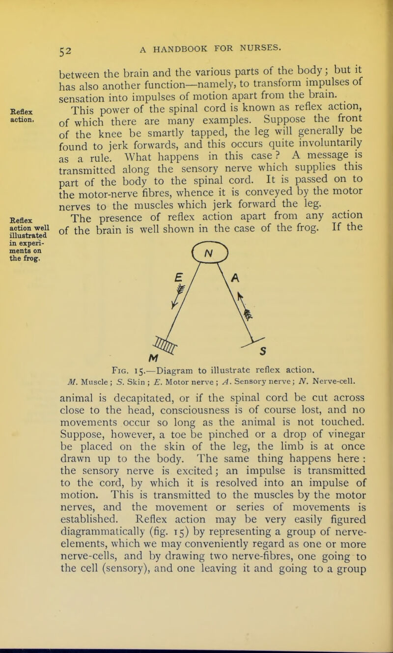 between the brain and the various parts of the body; but it has also another function—namely, to transform impulses of sensation into impulses of motion apart from the brain. Reflex This power of the spinal cord is known as reflex action, action. of whjch there are many examples. Suppose the front of the knee be smartly tapped, the leg will generally be found to jerk forwards, and this occurs quite involuntarily as a rule. What happens in this case? A message is transmitted along the sensory nerve which supplies this part of the body to the spinal cord. It is passed on to the motor-nerve fibres, whence it is conveyed by the motor nerves to the muscles which jerk forward the leg. Reflex The presence of reflex action apart from any action action wen 0f t^e brain is well shown in the case of the frog. If the illustrated in experi- ments on the frog. Fig. 15.—Diagram to illustrate reflex action. M. Muscle; S. Skin ; E. Motor nerve ; A. Sensory nerve; N. Nerve-cell. animal is decapitated, or if the spinal cord be cut across close to the head, consciousness is of course lost, and no movements occur so long as the animal is not touched. Suppose, however, a toe be pinched or a drop of vinegar be placed on the skin of the leg, the limb is at once drawn up to the body. The same thing happens here : the sensory nerve is excited; an impulse is transmitted to the cord, by which it is resolved into an impulse of motion. This is transmitted to the muscles by the motor nerves, and the movement or series of movements is established. Reflex action may be very easily figured diagrammatically (fig. T5) by representing a group of nerve- elements, which we may conveniently regard as one or more nerve-cells, and by drawing two nerve-fibres, one going to the cell (sensory), and one leaving it and going to a group
