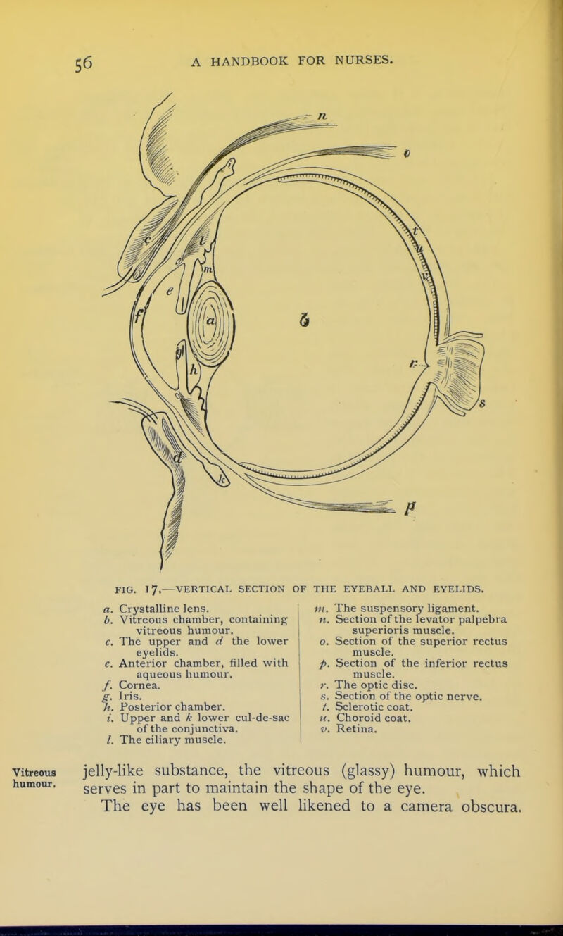 FIG. 17.—VERTICAL SECTION OF THE EYEBALL AND EYELIDS. Crystalline lens. Vitreous chamber, containing vitreous humour. The upper and d the lower eyelids. Anterior chamber, filled with aqueous humour. Cornea. Iris. Posterior chamber. Upper and k lower cul-de-sac of the conjunctiva. The ciliary muscle. n. The suspensory ligament. Section of the levator palpebra superioris muscle. Section of the superior rectus muscle. Section of the inferior rectus muscle. The optic disc. Section of the optic nerve. Sclerotic coat. Choroid coat. Retina. Vitreous humour. jelly-like substance, the vitreous (glassy) humour, which serves in part to maintain the shape of the eye. The eye has been well likened to a camera obscura.