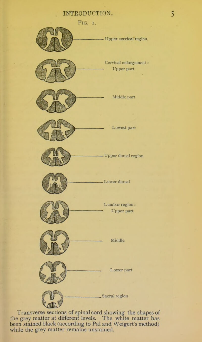 Fig. i. Upper cervical region Cervical enlargement : Upper part Middle part Lowest part 3MI Upper dorsal region Lower dorsal Lumbar region : Upper part Middle Lower part .Sacral region Transverse sections of spinal cord showing the shapes of the grey matter at different levels. The white matter has been stained black (according to Pal and Weigert's method) while the grey matter remains unstained.