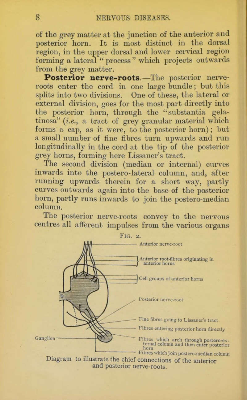 of the grey matter at the junction of the anterior and posterior horn. It is most distinct in the dorsal region, in the upper dorsal and lower cervical region forming a lateral  process  which projects outwards from the grey matter. Posterior nerve-roots.—The posterior nerve- roots enter the cord in one large bundle; but this splits into two divisions. One of these, the lateral or external division, goes for the most part directly into the posterior horn, through the substantia gela- tinosa (i.e., a tract of grey granular material which forms a cap, as it were, to the posterior horn); but a small number of fine fibres turn upwards and run longitudinally in the cord at the tip of the posterior grey horns, forming here Lissauer's tract. The second division (median or internal) curves inwards into the postero-lateral column, and, after running upwards therein for a short way, partly curves outwards again into the base of the posterior horn, partly runs inwards to join the postero-median column. The posterior nerve-roots convey to the nervous centres all afferent impulses from the various organs Fig. 2. Anterior nerve-root Anterior root-fibres originating in anterior horns Cell groups of anterior horns Posterior nerve-root Tine fibres going to Lissauer's tract Fibres entering posterior horn directly Fibres which arch through postcro-cx- ternal column and then enter posterior horn Fibres which j oin postcro-mcdian column Diagram to illustrate the chief connections of the anterior and posterior uerve-roots.