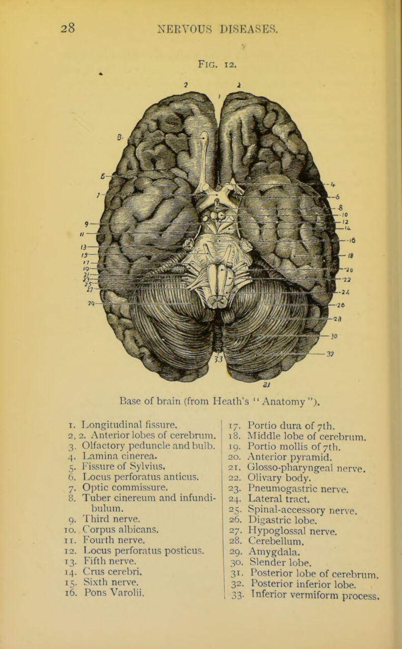 Base of brain (from Heath's  Anatomy ). 9- TO. II. 12. [4. 15- 16. Longitudinal fissure. 2. Anterior lobes of cerebrum. Olfactory peduncle and bulb. Lamina cinerea. Fissure of Sylvius. Locus perforatus anticus. Optic commissure. Tuber cinereum and infundi- bulum. Third nerve. Corpus albicans. Fourth nerve. Locus perforatus posticus. Fifth nerve. Cms cerebri. Sixth nerve. Pons Varolii. 17. Portio dura of 7th. 1 8. Middle lobe of cerebrum. 19. Portio mollis of 7th. 20. Anterior pyramid. 21. Glosso-pharyngenl nerve. 22. Olivary body. 23. Pneumogastric nerve. 24. Lateral tract. 25. Spinal-accessory nerve. 26. Digastric lobe. 27. Hypoglossal nerve. 28. Cerebellum. 29. Amygdala. 30. Slender lobe. 31. Posterior lobe of cerebrum. 32. Posterior inferior lobe. 33. Inferior vermiform process.