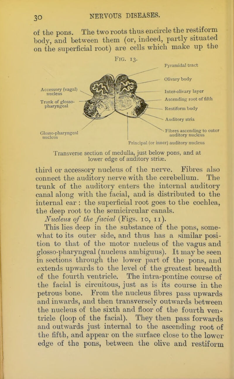 of the pons. The two roots thus encircle the restiform body, and between them (or, indeed, partly situated on the superficial root) are cells which make up the Fig. Accessory (vagal) nucleus Trunk of glosso- pharyngeal Glossopharyngeal nucleus Pyramidal tract Olivary body Inter-olivary layer Ascending root of fifth Restiform body Auditory stria Fibres ascending to outer auditory nucleus Principal (or inner) auditory nucleus Transverse section of medulla, just below pons, and at lower edge of auditory striae. third or accessory nucleus of the nerve. Fibres also connect the auditory nerve with the cerebellum. The trunk of the auditory enters the internal auditory canal along with the facial, and is distributed to the internal ear : the superficial root goes to the cochlea, the deep root to the semicircular canals. Nucleus of the facial (Figs, i o, 11). This lies deep in the substance of the pons, some- what to its outer side, and thus has a similar posi- tion to that of the motor nucleus of the vagus and glosso-pharyngeal (nucleus ambiguus). It may be seen in sections through the lower part of the pons, and extends upwards to the level of the greatest breadth of the fourth ventricle. The intra-pontine course of the facial is circuitous, just as is its course in the petrous bone. From the nucleus fibres pass upwards and inwards, and then transversely outwards between the nucleus of the sixth and floor of the fourth ven- tricle (loop of the facial). They then pass forwards and outwards just internal to the ascending root of the fifth, and appear on the surface close to the lower edge of the pons, between the olive and restiform