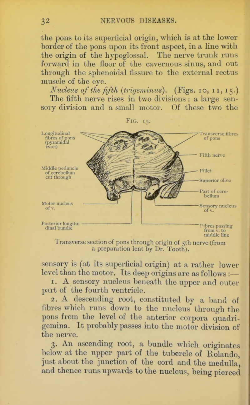 the pons to its superficial origin, which is at the lower border of the pons upon its front aspect, in a line with the origin of the hypoglossal. The nerve trunk runs forward in the floor of the cavernous sinus, and out through the sphenoidal fissure to the external rectus muscle of the eye. Nucleus of the fifth (trigemintts). (Figs. 10, n, 15.) The fifth nerve rises in two divisions : a large sen- sory division and a small motor. Of these two the Fig. 11 Longitudinal fibres of pons (pyramidal tract) Middle peduncle of cerebellum cut through MotOI nucleus of V. Posterior longitu- dinal bundle Transverse fibres of pons Fifth nerve FBlet Suocnor olive Sensory nucleus of v. Fibres passing from v. to middle line Transverse section of pons through origin of 5th nerve (from a preparation lent by Dr. Tooth). sensory is (at its superficial origin) at a rather lower level than the motor. Its deep origins are as follows :— 1. A sensory nucleus beneath the upper and outer part of the fourth ventricle. 2. A descending root, constituted by a band of fibres which runs down to the nucleus through the pons from the level of the anterior corpora, quadri- gemina. It probably passes into the motor division of the nerve. 3. An ascending root, a bundle which originates below at the upper part of the tubercle of Rolando, just about the junction of the cord and the medulla, and thence runs upwards to the nucleus, being pierced