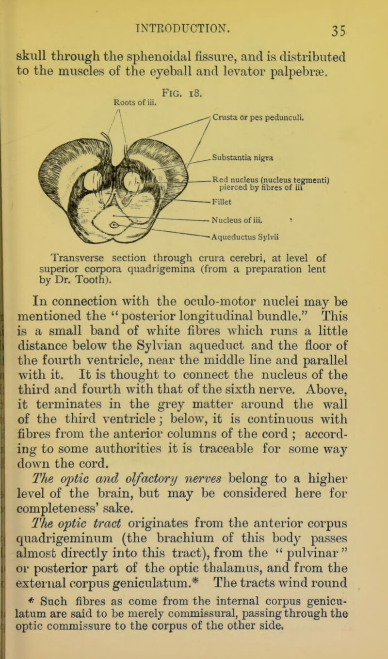 skull through the sphenoidal fissure, and is distributed to the muscles of the eyeball and levator palpebral Fig. 18. Roots of iii. ; Crusta or pes pedunculi. Substantia nigra • Red nucleus (nucleus tegmenti) pierced by fibres of iii Fillet Nucleus of iii. 1 Aqueductus Sylvii Transverse section through crura cerebri, at level of superior corpora quadrigemina (from a preparation lent by Dr. Tooth). In connection with the oculo-motor nuclei may be mentioned the  posterior longitudinal bundle. This is a small band of white fibres which runs a little distance below the Sylvian acpaeduct and the floor of the fourth ventricle, near the middle line and parallel with it. It is thought to connect the nucleus of the third and fourth with that of the sixth nerve. Above, it terminates in the grey matter around the wall of the third ventricle; below, it is continuous with fibres from the anterior columns of the cord ; accord- ing to some authorities it is traceable for some way down the cord. The optic and olfactory nerves belong to a higher level of the brain, but may be considered here for completeness' sake. The optic tract originates from the anterior corpus quadrigeminum (the brachium of this body passes almost directly into this tract), from the  pulvinar or posterior part of the optic thalamus, and from the external corpus geniculatum.* The tracts wind round * Such fibres as come from the internal corpus genicu- latum are said to be merely commissural, passing through the optic commissure to the corpus of the other side.