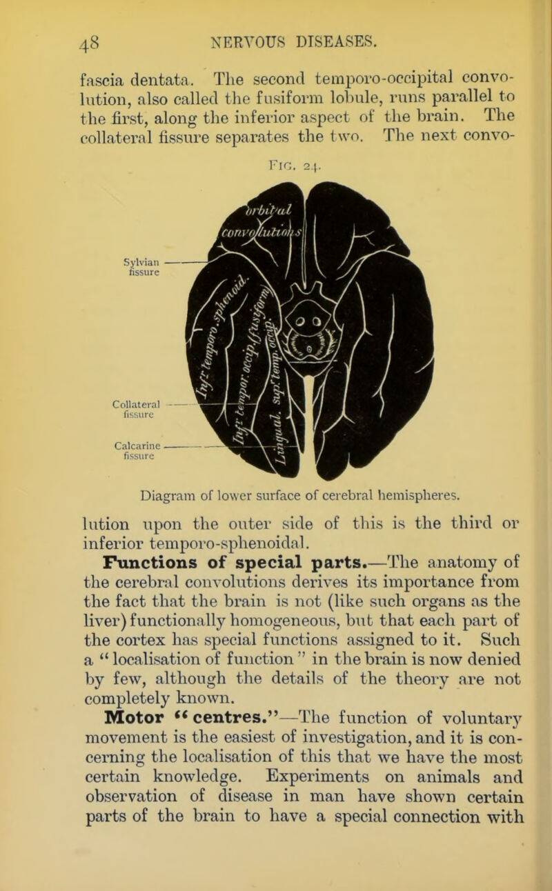 fascia dentata. The second temporo-occipital convo- lution, also called the fusiform lobule, runs parallel to the first, along the inferior aspect of the brain. The collateral fissure separates the two. The next convo- Fig. 24. Diagram of lower surface of cerebral hemispheres. lution upon the outer side of this is the third or inferior temporo-sphenoidal. Functions of special parts.—The anatomy of the cerebral convolutions derives its importance from the fact that the brain is not (like such organs as the liver) functionally homogeneous, but that each part of the cortex has special functions assigned to it. Such a  localisation of function  in the brain is now denied by few, although the details of the theory are not completely known. Motor  centres.—The function of voluntary movement is the easiest of investigation, and it is con- cerning the localisation of this that we have the most certain knowledge. Experiments on animals and observation of disease in man have shown certain parts of the brain to have a special connection with