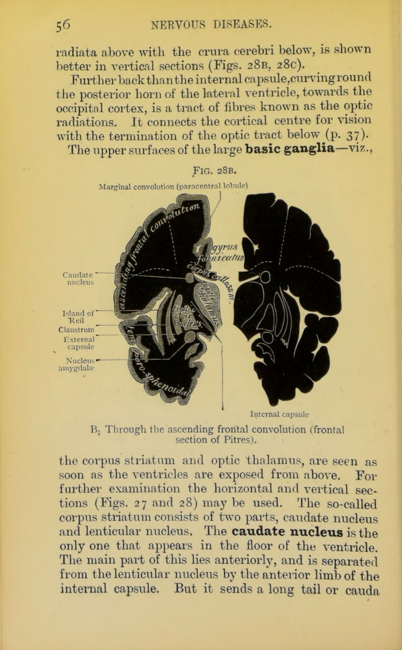 radiata above with the crura cerebri below, is shown better in vertical sections (Figs. 28B, 28c). Further back than the internal capsute,curvinground the posterior horn of the lateral ventricle, towards the occipital cortex, is a tract of fibres known as the optic radiations. It connects the cortical centre for vision with the termination of the optic tract below ^p. 37). The upper surfaces of the large basic ganglia—viz., B3 Tlirough the ascending frontal convolution (frontal section of Pitres). the corpus striatum and optic thalamus, are seen as soon as the ventricles are exposed from above. For further examination the horizontal and vertical sec- tions (Figs. 27 and 28) may be used. The so-called corpus striatum consists of two parts, caudate nucleus and lenticular nucleus. The caudate nucleus is the only one that appears in the floor of the ventricle. The main part of this lies anteriorly, and is separated from the lenticular nucleus by the anterior limb of the internal capsule. But it sends a long tail or cauda Fig. 28B. Marginal convolution (paracentral lobule) Internal capsule