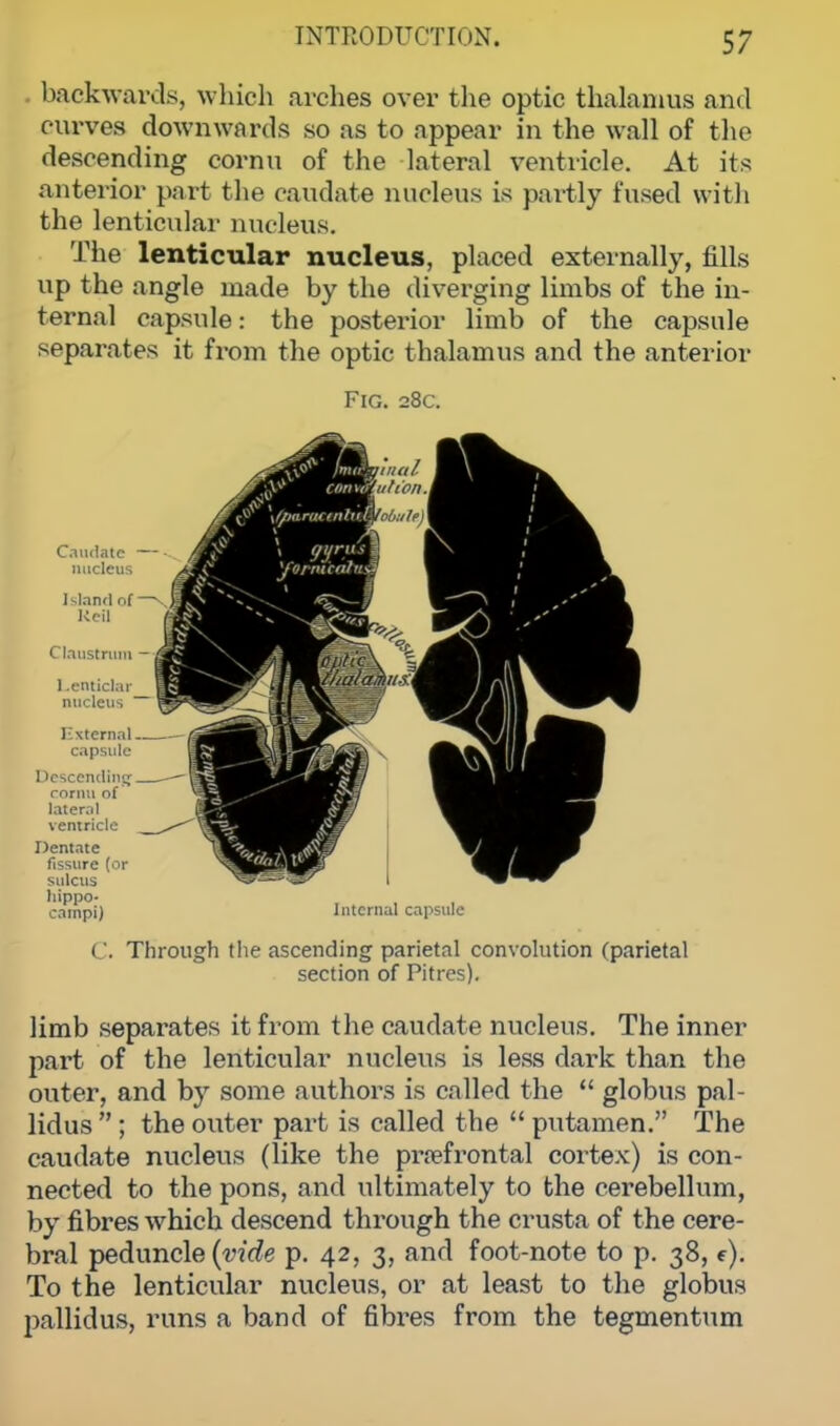 backwards, which arches over the optic thalamus and curves downwards so as to appear in the wall of the descending cornu of the lateral ventricle. At its anterior part the caudate nucleus is partly fused with the lenticular nucleus. The lenticular nucleus, placed externally, fills up the angle made by the diverging limbs of the in- ternal capsule: the posterior limb of the capsule separates it from the optic thalamus and the anterior Fig. 28c. Caudate — nucleus Island of —- keil Claustrum — I.enticlar nucleus Esternal capsule Descending rornu of lateral ventricle Dentate fissure (or sulcus hippo- campi) Internal capsule C. Through the ascending parietal convolution (parietal section of Pitres). limb separates it from the caudate nucleus. The inner part of the lenticular nucleus is less dark than the outer, and by some authors is called the  globus pal- lidus  ; the outer part is called the  putamen. The caudate nucleus (like the prefrontal cortex) is con- nected to the pons, and ultimately to the cerebellum, by fibres which descend through the crusta of the cere- bral peduncle (vide p. 42, 3, and foot-note to p. 38, e). To the lenticular nucleus, or at least to the globus pallidus, runs a band of fibres from the tegmentum