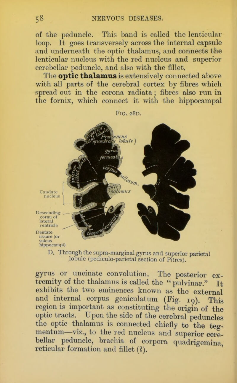 of the peduncle. This band is called the lenticular loop. It goes transversely across the internal capsule and underneath the optic thalamus, and connects the lenticular nucleus with the red nucleus and superior cerebellar peduncle, and also with the fillet. The optic thalamus is extensively connected above with all parts of the cerebral cortex by fibres which spread out in the corona radiata; fibres also run in the fornix, which connect it with the hippocampal Frc 28D. hippocampi) D. Through the supra-marginal gyrus and superior parietal lobule (pediculo-parietal section of Pitres). gyrus or uncinate convolution. The posterior ex- tremity of the thalamus is called the  pulvinar. It exhibits the two eminences known as the external and internal corpus geniculatum (Fig. 19). This region is important as constituting the origin of the optic tracts. Upon the side of the cerebral peduncles the optic thalamus is connected chiefly to the teg- mentum—viz., to the red nucleus and superior cere- bellar peduncle, brachia of corpora quadrio-emina reticular formation and fillet (?).