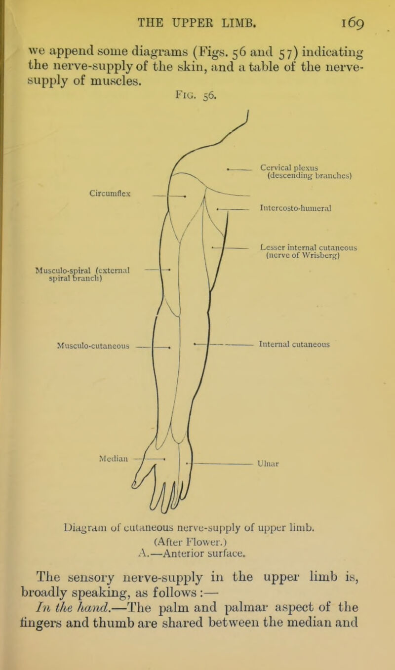 we append some diagrams (Figs. 56 and 57) indicating the nerve-supply of the skin, and a table of the nerve- supply of muscles. Fig. 56. Circumflex Musculo-spiral (external spiral brunch) Musculo-cutaneous Median —/ 1 Cervical plexus (descending branches Intercosto-humeraJ Lesser internal cutaneous (nerve of Wrisbertj) Internal cutaneous Ulnar Diagram of cutaneous nerve-supply of upper limb. (After Flower.) A.—Anterior surface. The sensory nerve-supply in the upper limb is, broadly speaking, as follows :— In the hand.—The palm and palmar aspect of the lingers and thumb are shared between the median and