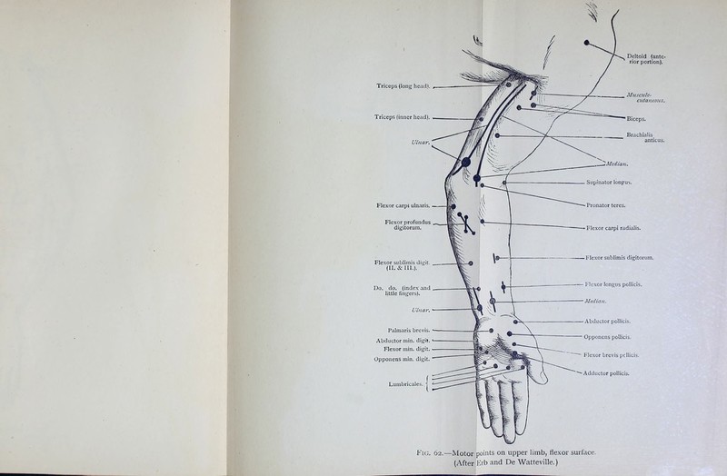 Triceps (long head). Triceps (inner head). Ulnar. Flexor carpi ulnaris. Flexor profundus digitorum. Flexor sublimis digit (II. & 111.). Do. do, (index and little fingers). Ulnar. Palmaris brevis. Abductor min. digit. Flexor min. digit. Opponens min. digit. Lumbricales Deltoid (ante- rior portion). Musculo- cutaneous. Biceps. Brachialis anticus. Flexor carpi radialis. Flexor sublimis digitorum. Flexor longus pollicis. Median. Abductor pollicis. Opponens pollicis. Flexor brevis pdlicis. Adductor pollicis. Fig. 62.—Motor points on upper limb, flexor surface.