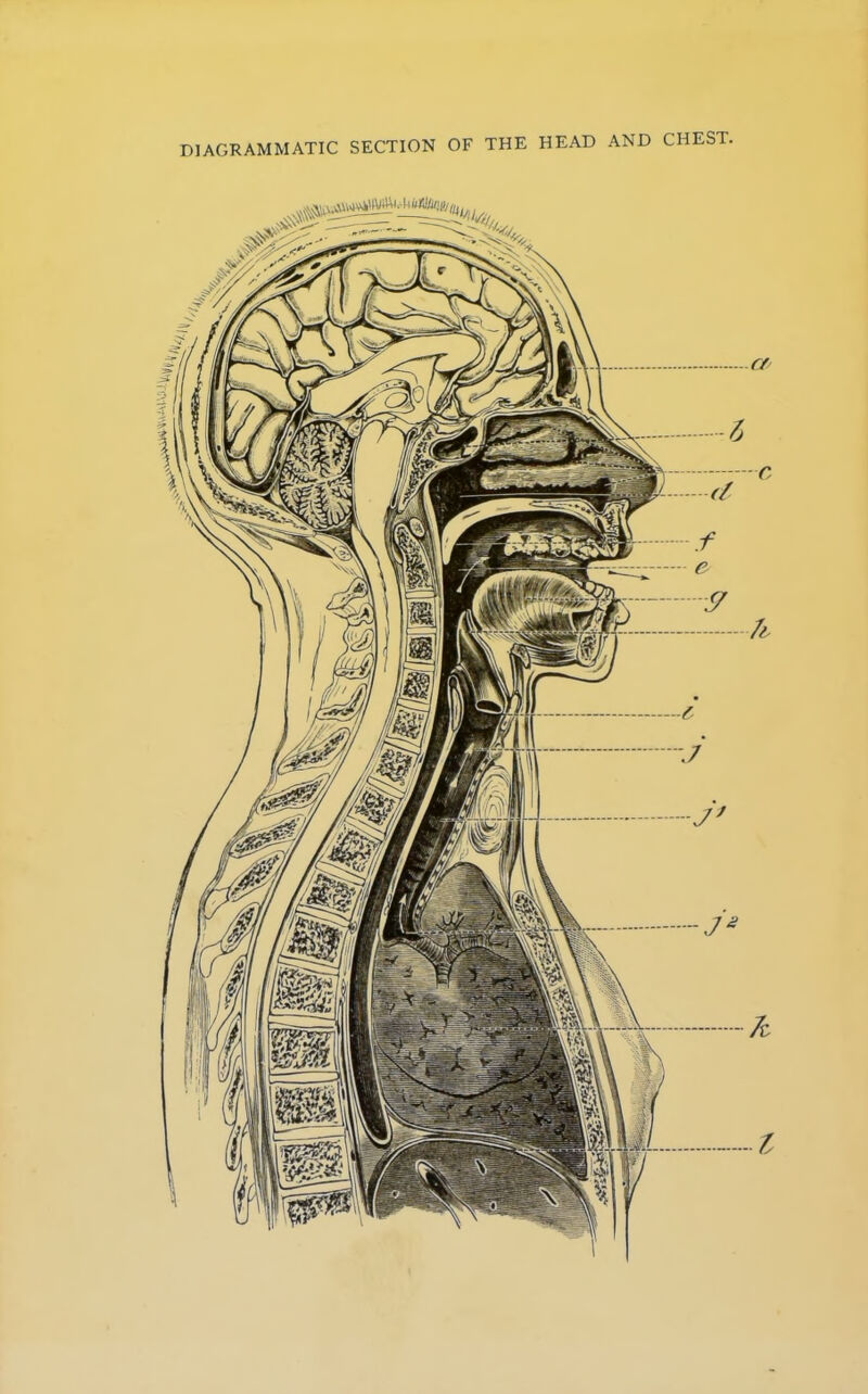 DIAGRAMMATIC SECTION OF THE HEAD AND