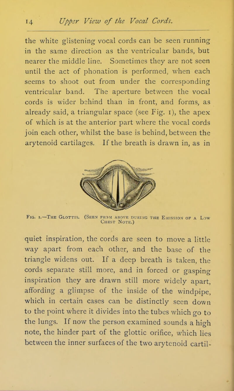 the white glistening vocal cords can be seen running in the same direction as the ventricular bands, but nearer the middle line. Sometimes they are not seen until the act of phonation is performed, when each seems to shoot out from under the corresponding ventricular band. The aperture between the vocal cords is wider behind than in front, and forms, as already said, a triangular space (see Fig. i), the apex of which is at the anterior part where the vocal cords join each other, whilst the base is behind, between the arytenoid cartilages. If the breath is drawn in, as in Fig. i.—The Glottis. (Seen from above during the Emission of a Low Chest Note.) quiet inspiration, the cords are seen to move a little way apart from each other, and the base of the triangle widens out. If a deep breath is taken, the cords separate still more, and in forced or gasping inspiration they are drawn still more widely apart, affording a glimpse of the inside of the windpipe, which in certain cases can be distinctly seen down to the point where it divides into the tubes which go to the lungs. If now the person examined sounds a hioti note, the hinder part of the glottic orifice, which lies between the inner surfaces of the two arytenoid cartil-
