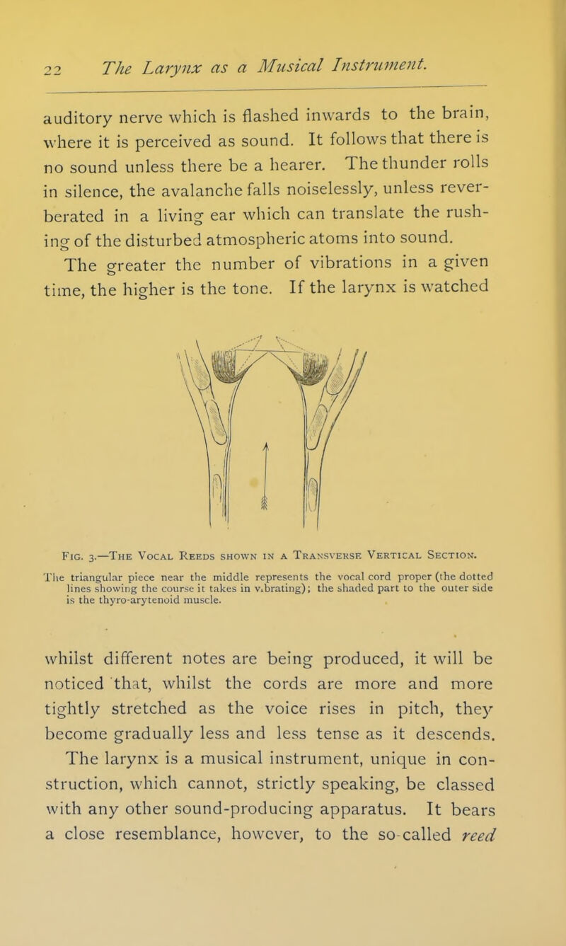 auditory nerve which is flashed inwards to the brain, where it is perceived as sound. It follows that there is no sound unless there be a hearer. The thunder rolls in silence, the avalanche falls noiselessly, unless rever- berated in a living ear which can translate the rush- ing of the disturbed atmospheric atoms into sound. The greater the number of vibrations in a given time, the higher is the tone. If the larynx is watched Fig. 3.—The Vocal Reeds shown in a Transverse Vertical Section. Tlie triangular piece near the middle represents the vocal cord proper (the dotted lines showing the course it takes in Vibrating); the shaded part to the outer side is the thyro-arytenoid muscle. whilst different notes are being produced, it will be noticed that, whilst the cords are more and more tightly stretched as the voice rises in pitch, they become gradually less and less tense as it descends. The larynx is a musical instrument, unique in con- struction, which cannot, strictly speaking, be classed with any other sound-producing apparatus. It bears a close resemblance, however, to the so-called reed
