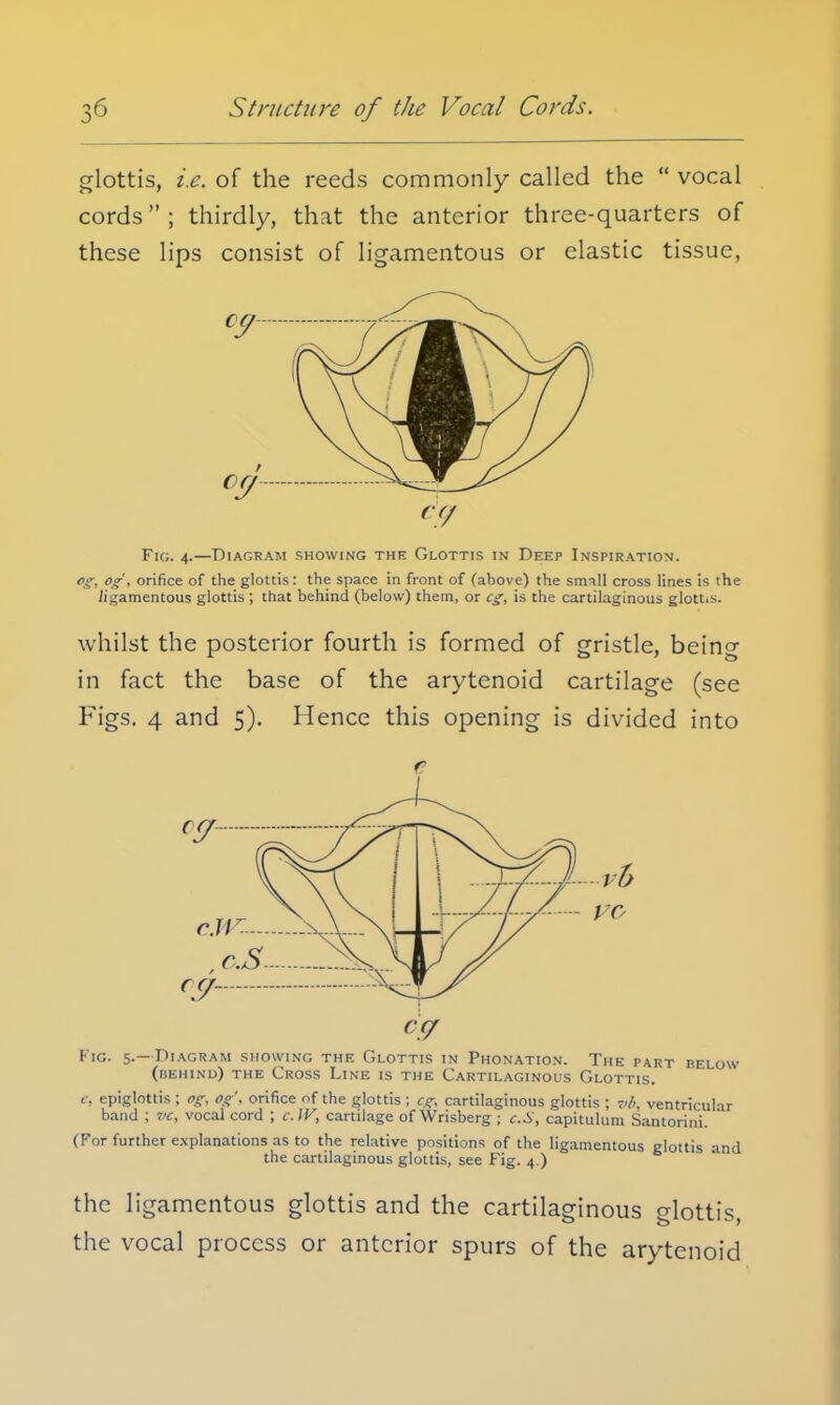 glottis, i.e. of the reeds commonly called the  vocal cords; thirdly, that the anterior three-quarters of these lips consist of ligamentous or elastic tissue, Fig. 4.—Diagram showing the Glottis in Deep Inspiration. °Si °S'i orifice of the glottis: the space in front of (above) the small cross lines is the Jigamentous glottis ; that behind (below) them, or eg, is the cartilaginous glottis. whilst the posterior fourth is formed of gristle, being in fact the base of the arytenoid cartilage (see Figs. 4 and 5). Hence this opening is divided into r Kig. 5* Diagram showing the Glottis in Phonation. The part below (behind) the Cross Line is the Cartilaginous Glottis. t: epiglottis ; og, Og', orifice of the glottis ; cgj cartilaginous glottis ; vb. ventricular band ; VC, vocal cord J c.W, cartilage of Wrisberg ; c.S, capitulum Santorini. (For further explanations as to the relative positions of the ligamentous glottis and the cartilaginous glottis, see Fig. 4 ) the ligamentous glottis and the cartilaginous glottis the vocal process or anterior spurs of the arytenoid