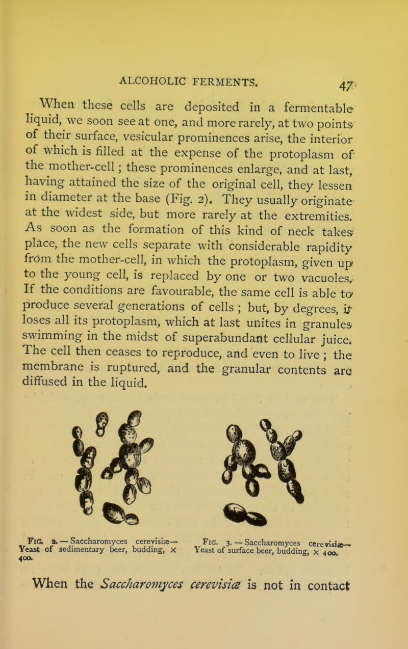 p When these cells are deposited in a fermentable liquid, we soon see at one, and more rarely, at two points of their surface, vesicular prominences arise, the interior of which is filled at the expense of the protoplasm of the mother-cell; these prominences enlarge, and at last, having attained the size of the original cell, they lessen in diameter at the base (Fig. 2). They usually originate at the widest side, but more rarely at the extremities. As soon as the formation of this kind of neck takes- place, the new cells separate with considerable rapidity from the mother-cell, in which the protoplasm, given up to the young cell, is replaced by one or two vacuoles. If the conditions are favourable, the same cell is able to produce several generations of cells ; but, by degrees, it loses all its protoplasm, which at last unites in granules swimming in the midst of superabundant cellular juice. The cell then ceases to reproduce, and even to live ; the membrane is ruptured, and the granular contents are diffused in the liquid. FiG. 9. — Saccharomyces cerevisia:— Fic. 3. — Saccharomyces cerevisiae— Yeast of sedimentary beer, budding, x Yeast of surface beer, budding, x 400, 400. When the Saccharo7nyces cerevisia is not in contact