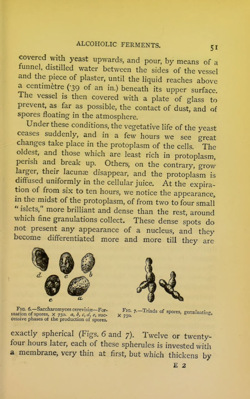 covered with yeast upwards, and pour, by means of a iunnel, distilled water between the sides of the vessel and the piece of plaster, until the liquid reaches above a centimetre (-39 of an in.) beneath its upper surface. Ihe vessel is then covered with a plate of glass to prevent, as far as possible, the contact of dust, and of spores floating in the atmosphere. Under these conditions, the vegetative life of the yeast ceases suddenly, and in a few hours we see great changes take place in the protoplasm of the cells. The oldest, and those which are least rich in protoplasm perish and break up. Others, on the contrary, grow larger, their lacunae disappear, and the protoplasm is diffused uniformly in the cellular juice. At the expira- tion of from six to ten hours, we notice the appearance, in the midst of the protoplasm, of from two to four small  islets, more brilliant and dense than the rest, around which fine granulations collect. These dense spots do not present any appearance of a nucleus, and they become differentiated more and more till they are Fig. 6.-Saccharomycescerev;s;ae-For- Fig. /.-Triads of spores, genninatin- mation of spores, x 750. a, b, c, d, e, sue- X 750. ' &enDlnatlnS» cessive phases ot the production of spores. exactly spherical (Figs. 6 and 7). Twelve or twenty- four hours later, each of these spherules is invested with a membrane, very thin at first, but which thickens by