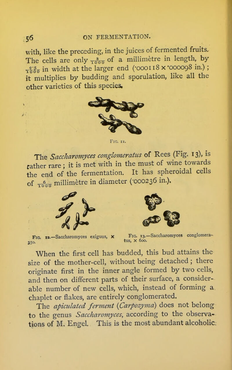 with, like the preceding, in the juices of fermented fruits. The cells are only of a millimetre in length, by tI'Itt in width at the larger end (*oooi 18 x -000098 in.); it multiplies by budding and sporulation, like all the other varieties of this species. Fig. 11. The Saccharomyces conglomerates of Rees (Fig. 13), is father rare ; it is met with in the must of wine towards the end of the fermentation. It has spheroidal cells of millimetre in diameter (-000236 in.). Fig. xa.—Saccharomyces exiguus, X Fig. 13.—Saccharomyces conglomera- te,. tus» * 6o°- When the first cell has budded, this bud attains the size of the mother-cell, without being detached ; there originate first in the inner angle formed by two cells, and then on different parts of their surface, a consider- able number of new cells, which, instead of forming a. chaplet or flakes, are entirely conglomerated. The apiculatcd ferment (Carpozyma) does not belong to the genus Saccharomyces, according to the observa- tions of M. Engel. This is the most abundant alcoholic