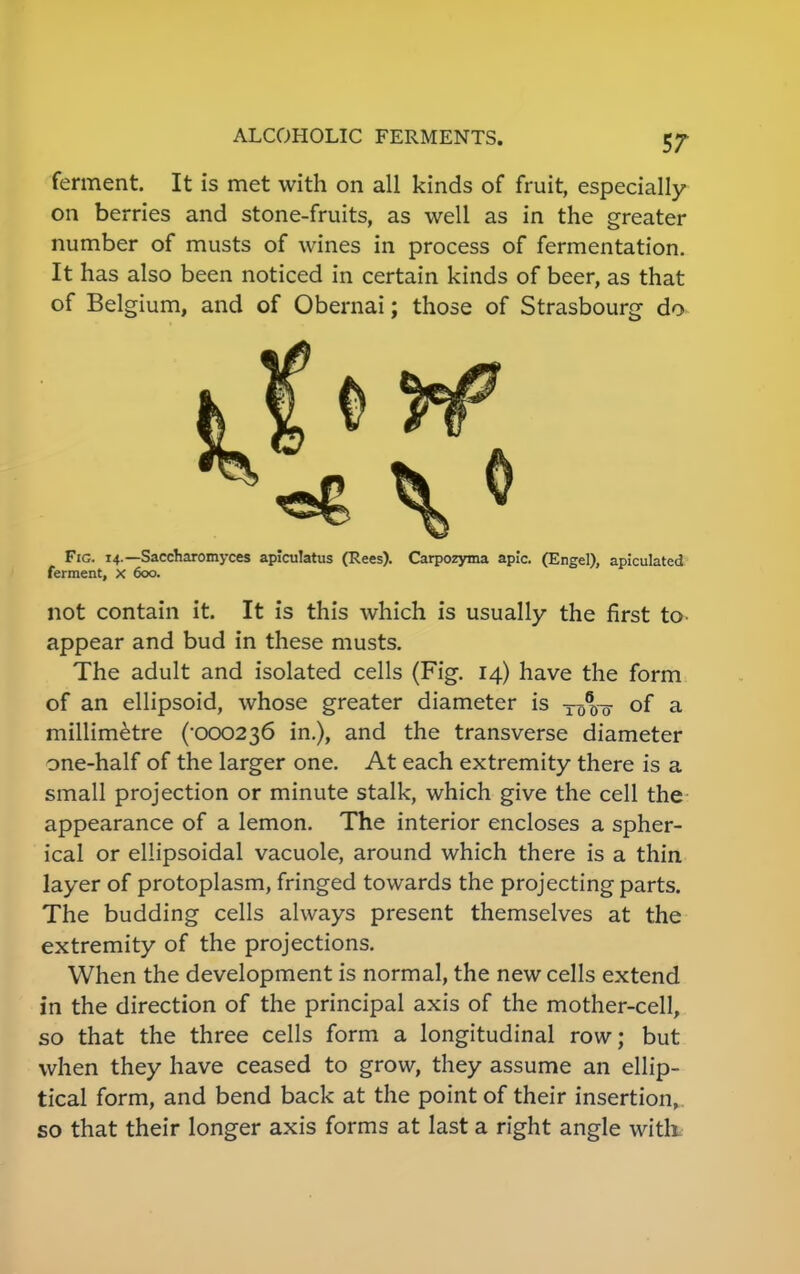 ferment. It is met with on all kinds of fruit, especially on berries and stone-fruits, as well as in the greater number of musts of wines in process of fermentation. It has also been noticed in certain kinds of beer, as that of Belgium, and of Obernai; those of Strasbourg do Fig. 14.—Saccharomyces apiculatus (Rees). Carpozyma aplc. (Engel), apiculated ferment, x 600. not contain it. It is this which is usually the first to- appear and bud in these musts. The adult and isolated cells (Fig. 14) have the form of an ellipsoid, whose greater diameter is of a millimetre (•000236 in.), and the transverse diameter one-half of the larger one. At each extremity there is a small projection or minute stalk, which give the cell the appearance of a lemon. The interior encloses a spher- ical or ellipsoidal vacuole, around which there is a thin layer of protoplasm, fringed towards the projecting parts. The budding cells always present themselves at the extremity of the projections. When the development is normal, the new cells extend in the direction of the principal axis of the mother-cell, so that the three cells form a longitudinal row; but when they have ceased to grow, they assume an ellip- tical form, and bend back at the point of their insertion, so that their longer axis forms at last a right angle with.