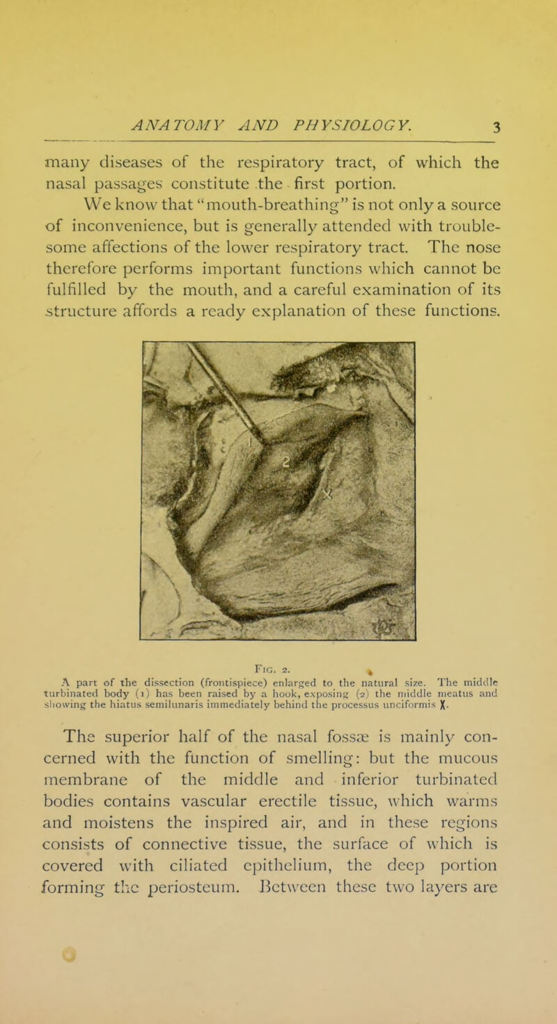 many diseases of the respiratory tract, of which the nasal passages constitute the first portion. We know that mouth-breathing is not only a source of inconvenience, but is generally attended with trouble- some affections of the lower respiratory tract. The nose therefore performs important functions which cannot be fulfilled by the mouth, and a careful examination of its structure affords a ready explanation of these functions. Fig. 2. 4 A part of the dissection (frontispiece) enlarged to the natural sire. The middle turbinated body (1) has been raised by a hook, exposing (2) the middle meatus and showing the hiatus semilunaris immediately behind the processus unciformis X- The superior half of the nasal fossae is mainly con- cerned with the function of smelling: but the mucous membrane of the middle and inferior turbinated bodies contains vascular erectile tissue, which warms and moistens the inspired air, and in these regions consists of connective tissue, the surface of which is covered with ciliated epithelium, the deep portion forming the periosteum. Between these two layers are