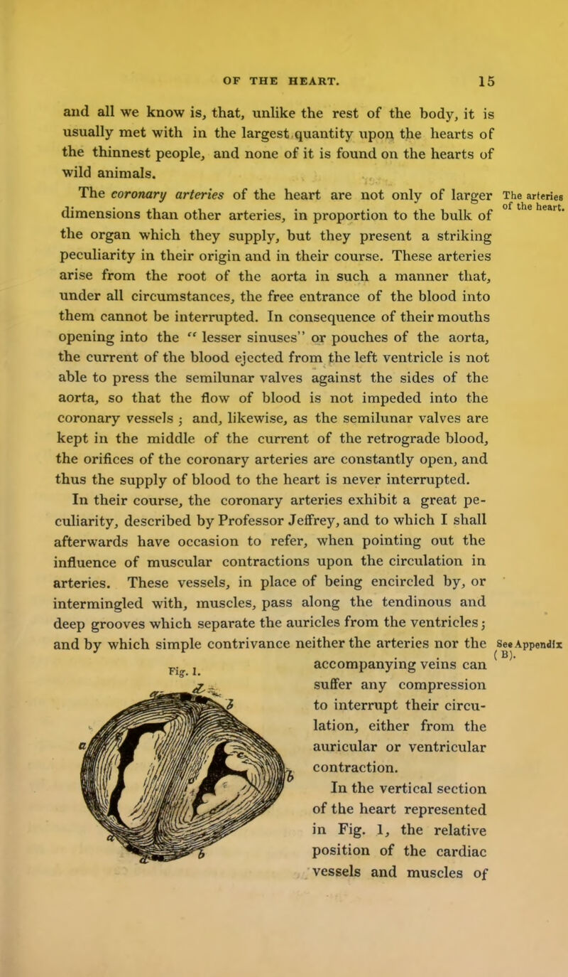 and all we know is, that, unlike the rest of the body, it is usually met with in the largest quantity upon the hearts of the thinnest people, and none of it is found on the hearts of wild animals. The coronary arteries of the heart are not only of larger The arteries dimensions than other arteries, in proportion to the bulk of ° ' * the organ which they supply, but they present a striking peculiarity in their origin and in their course. These arteries arise from the root of the aorta in such a manner that, under all circumstances, the free entrance of the blood into them cannot be interrupted. In consequence of their mouths opening into the  lesser sinuses or pouches of the aorta, the current of the blood ejected from the left ventricle is not able to press the semilunar valves against the sides of the aorta, so that the flow of blood is not impeded into the coronary vessels ; and, likewise, as the semilunar valves are kept in the middle of the current of the retrograde blood, the orifices of the coronary arteries are constantly open, and thus the supply of blood to the heart is never interrupted. In their course, the coronary arteries exhibit a great pe- culiarity, described by Professor Jeffrey, and to which I shall afterwards have occasion to refer, when pointing out the influence of muscular contractions upon the circulation in arteries. These vessels, in place of being encircled by, or intermingled with, muscles, pass along the tendinous and deep grooves which separate the auricles from the ventricles; and by which simple contrivance neither the arteries nor the See Appendix „ J accompanying veins can suffer any compression to interrupt their circu- lation, either from the auricular or ventricular contraction. In the vertical section of the heart represented in Fig. 1, the relative position of the cardiac vessels and muscles of